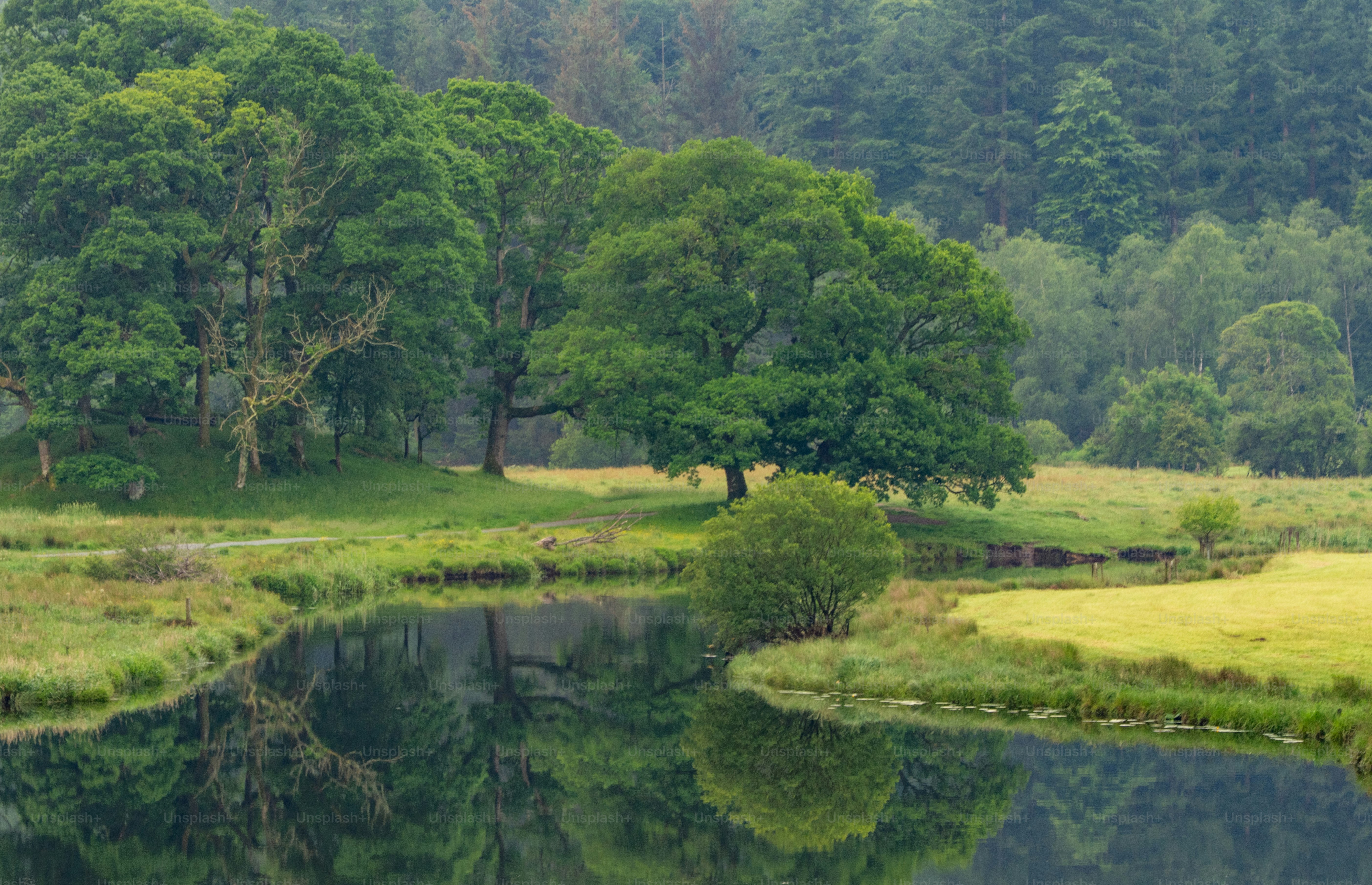 Lush green trees reflected in a calm river