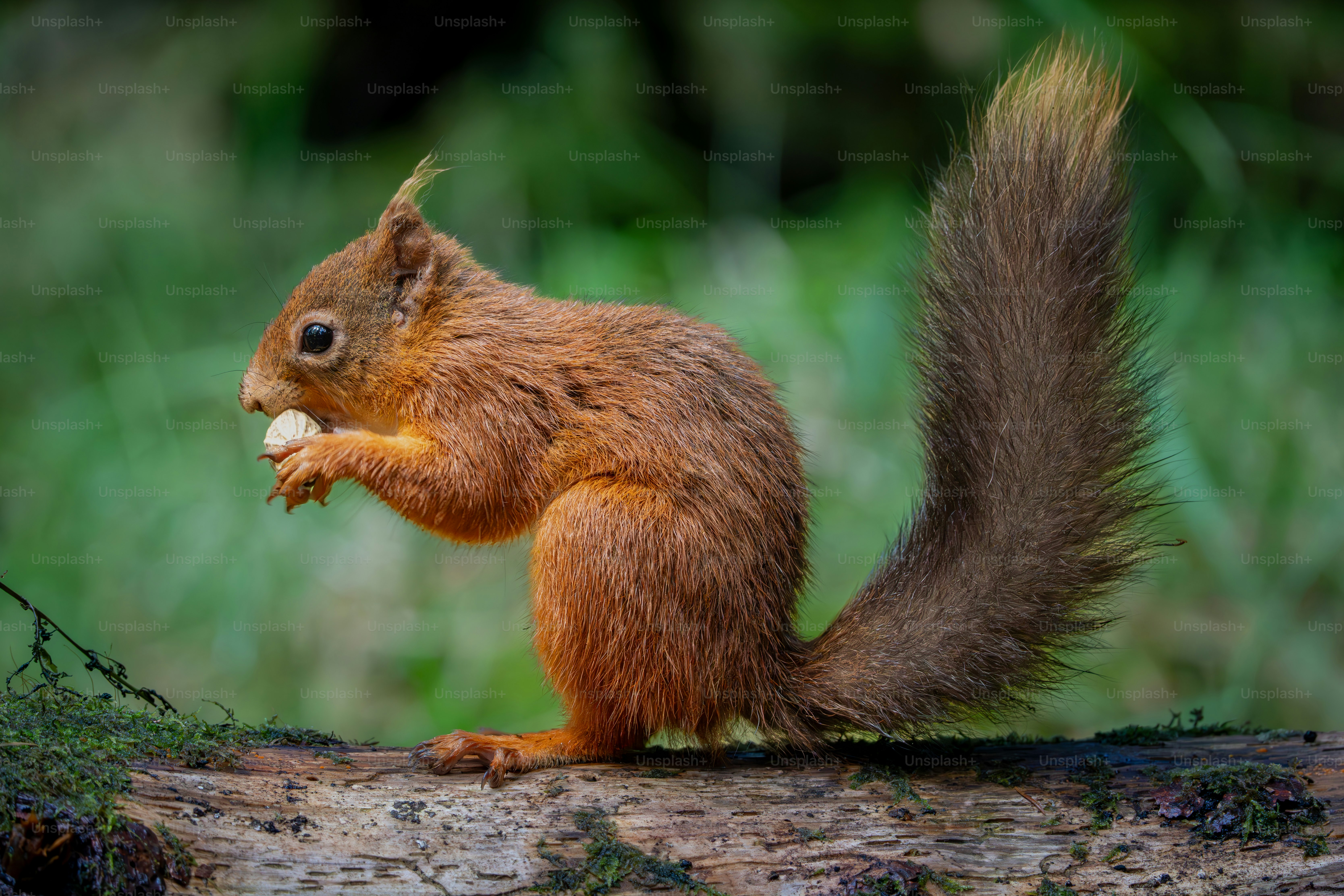 A red squirrel eating a nut on a log.