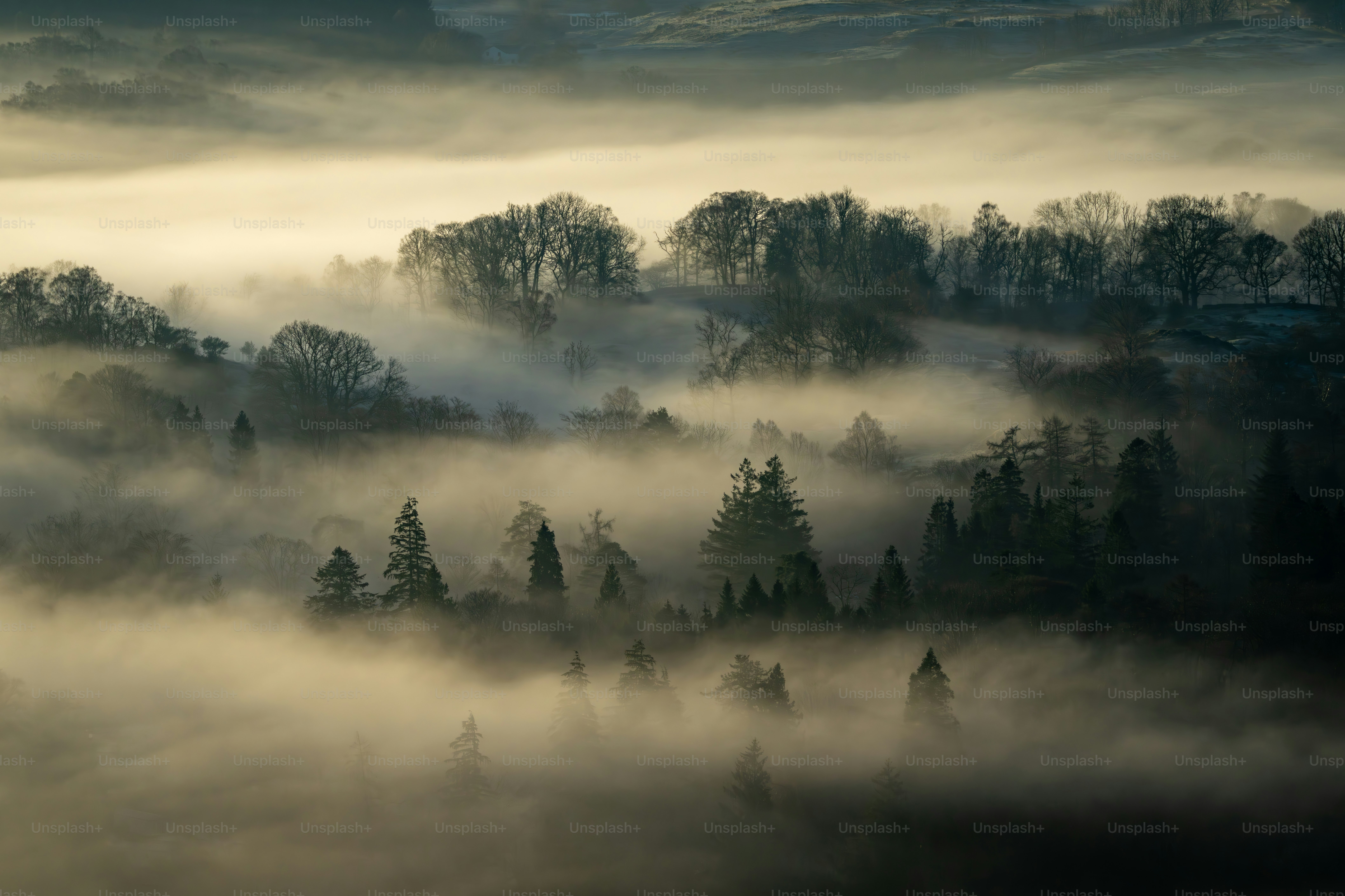Misty forest landscape with trees shrouded in fog.