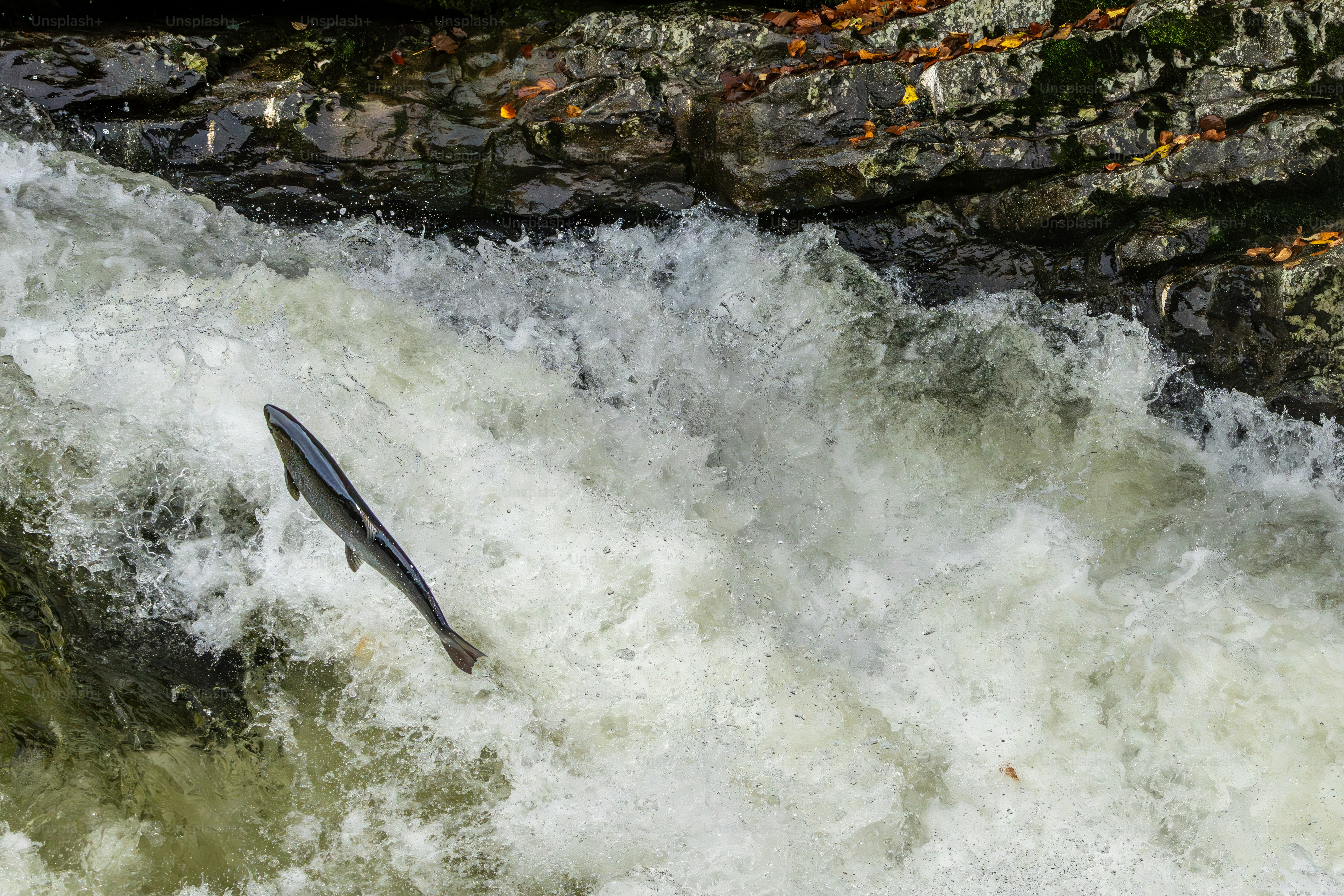 Salmon melompat ke hulu melalui jeram air putih