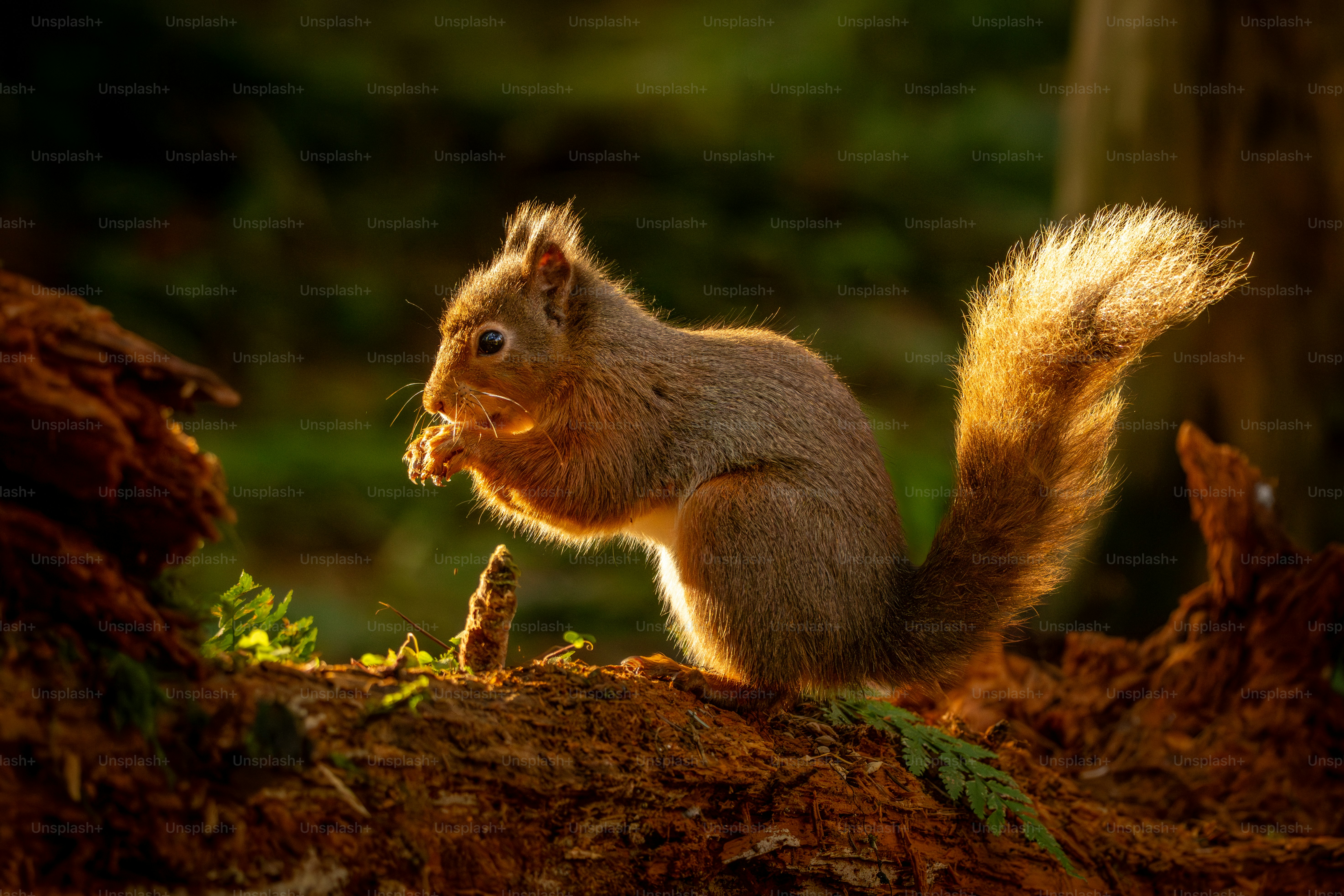 Ein rotes Eichhörnchen, das auf einem moosbedeckten Baumstamm frisst.
