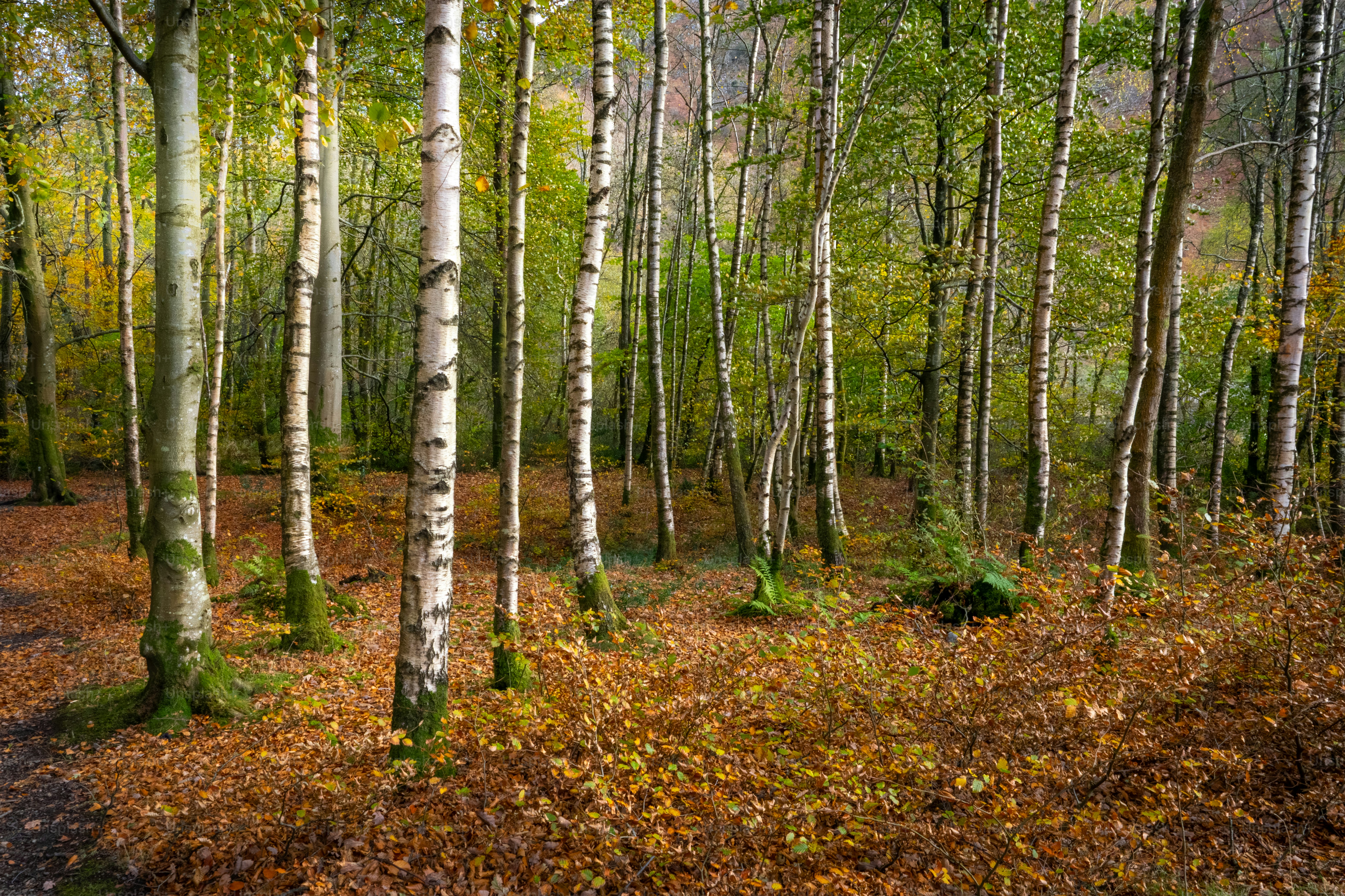 Birch trees in a forest with autumn leaves