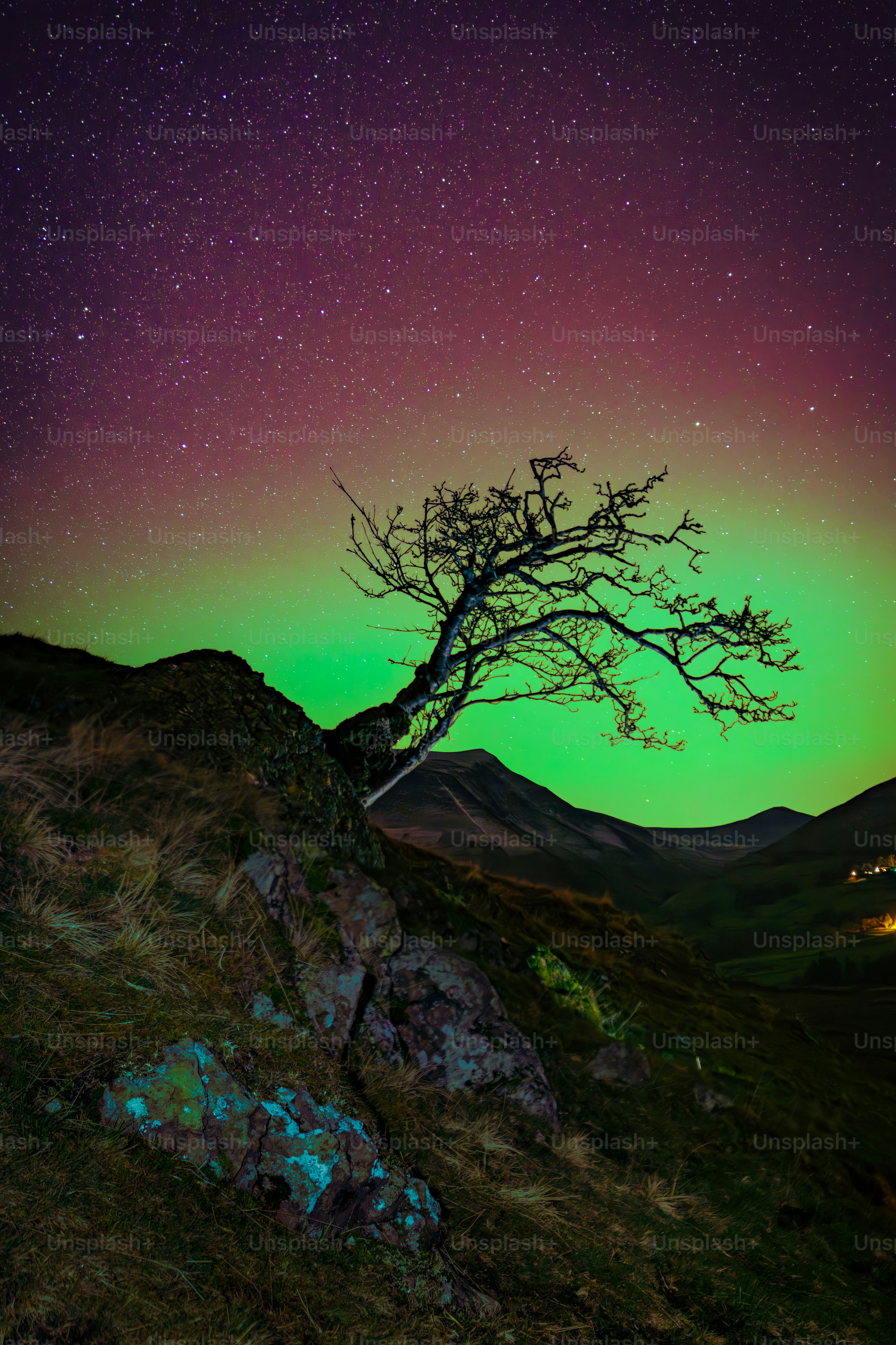 Lone tree under starry sky with aurora borealis