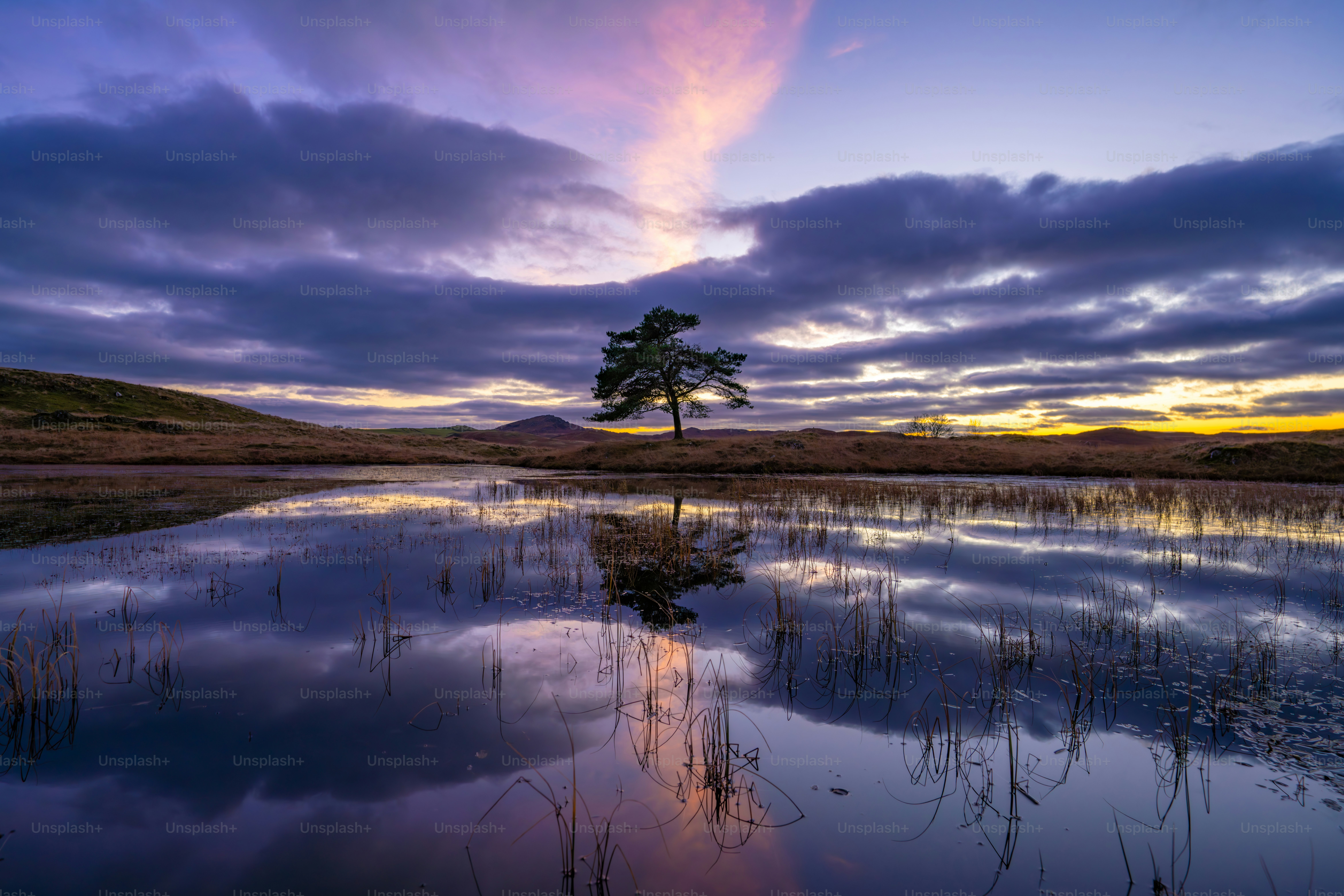 Ein einzelner Baum, der sich im ruhigen Wasser bei Sonnenuntergang spiegelte.