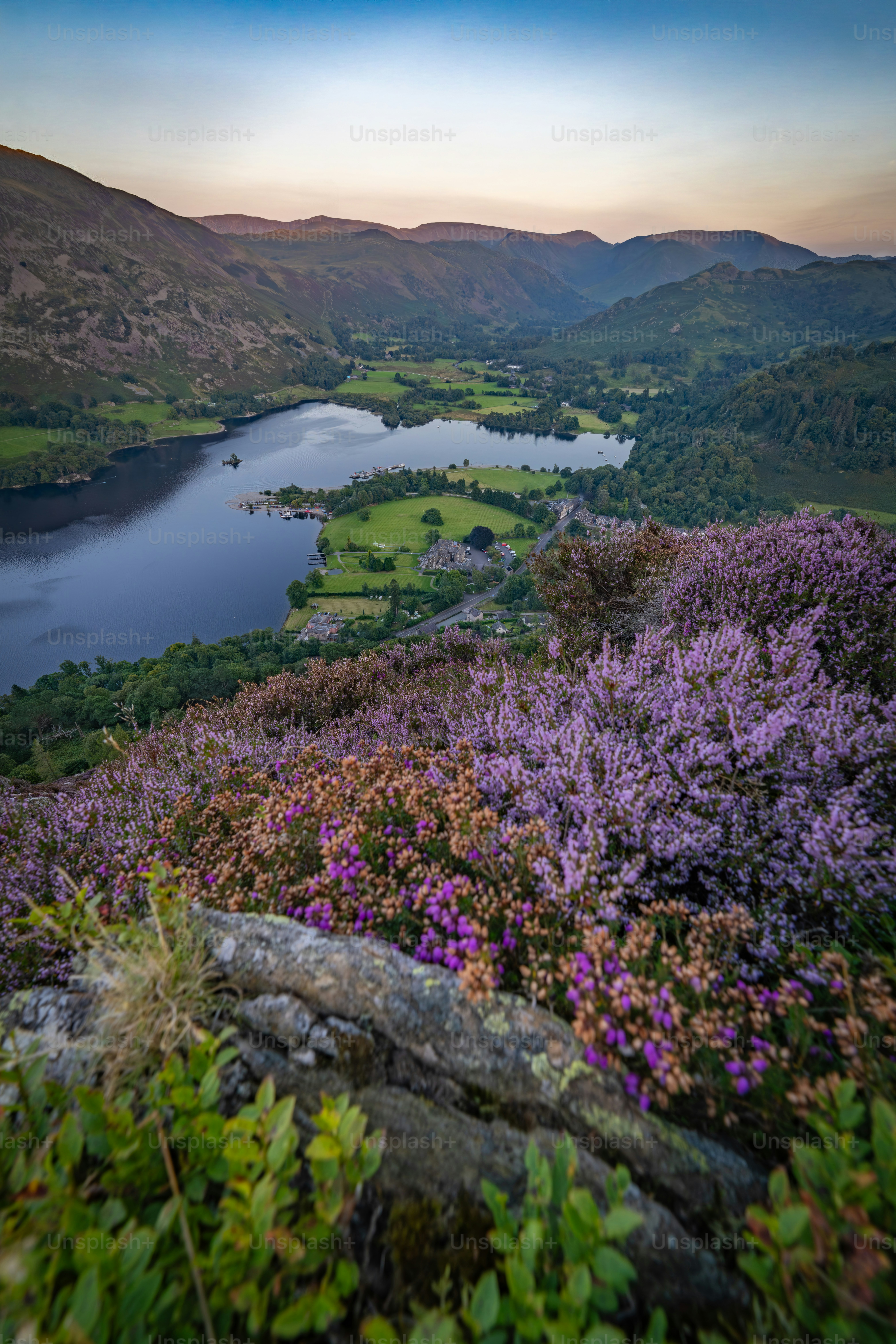 Violette Heideblüten blicken auf einen ruhigen See und ein Tal.