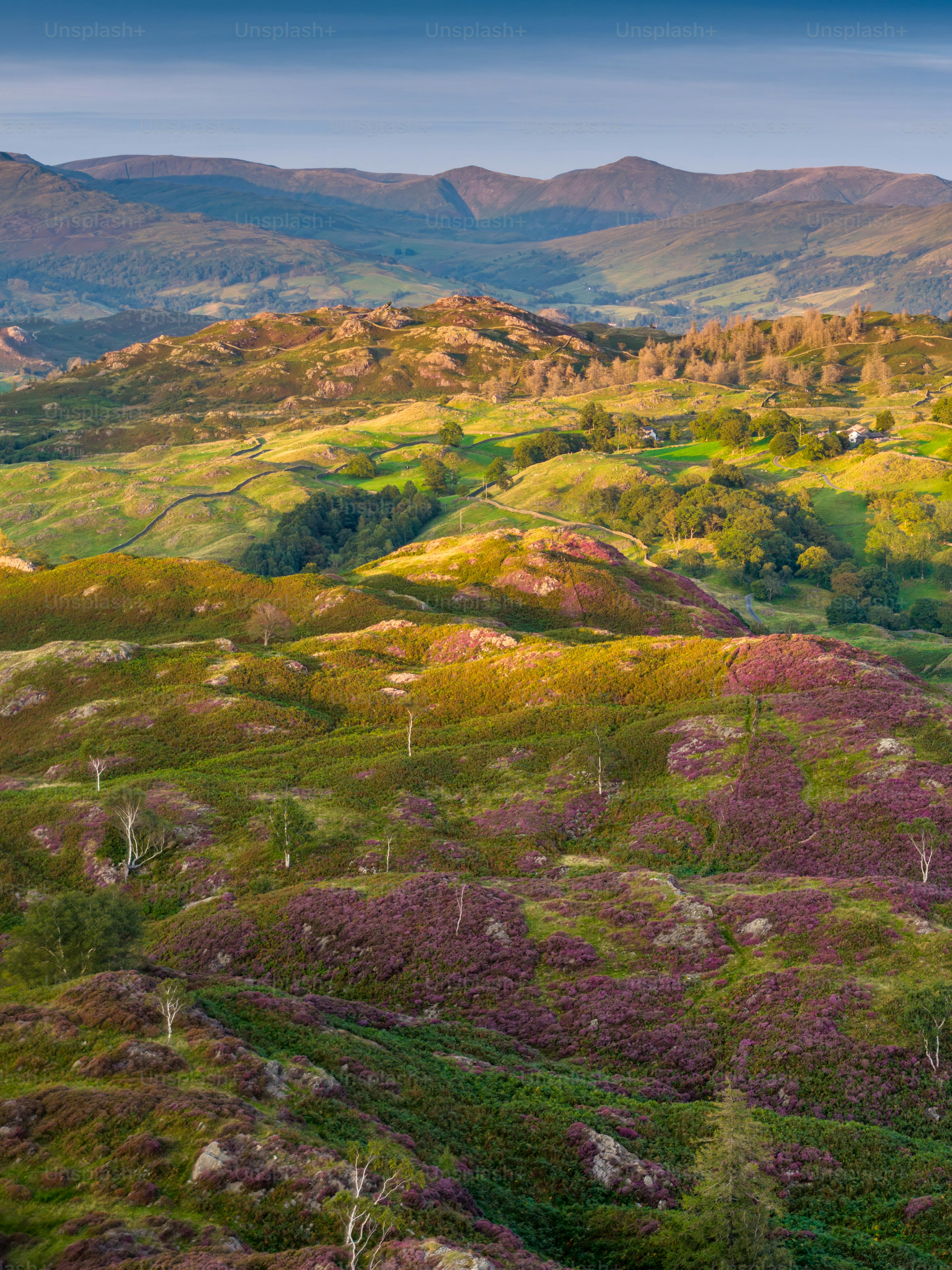 Perbukitan bergulir dengan heather ungu dan pegunungan yang jauh.