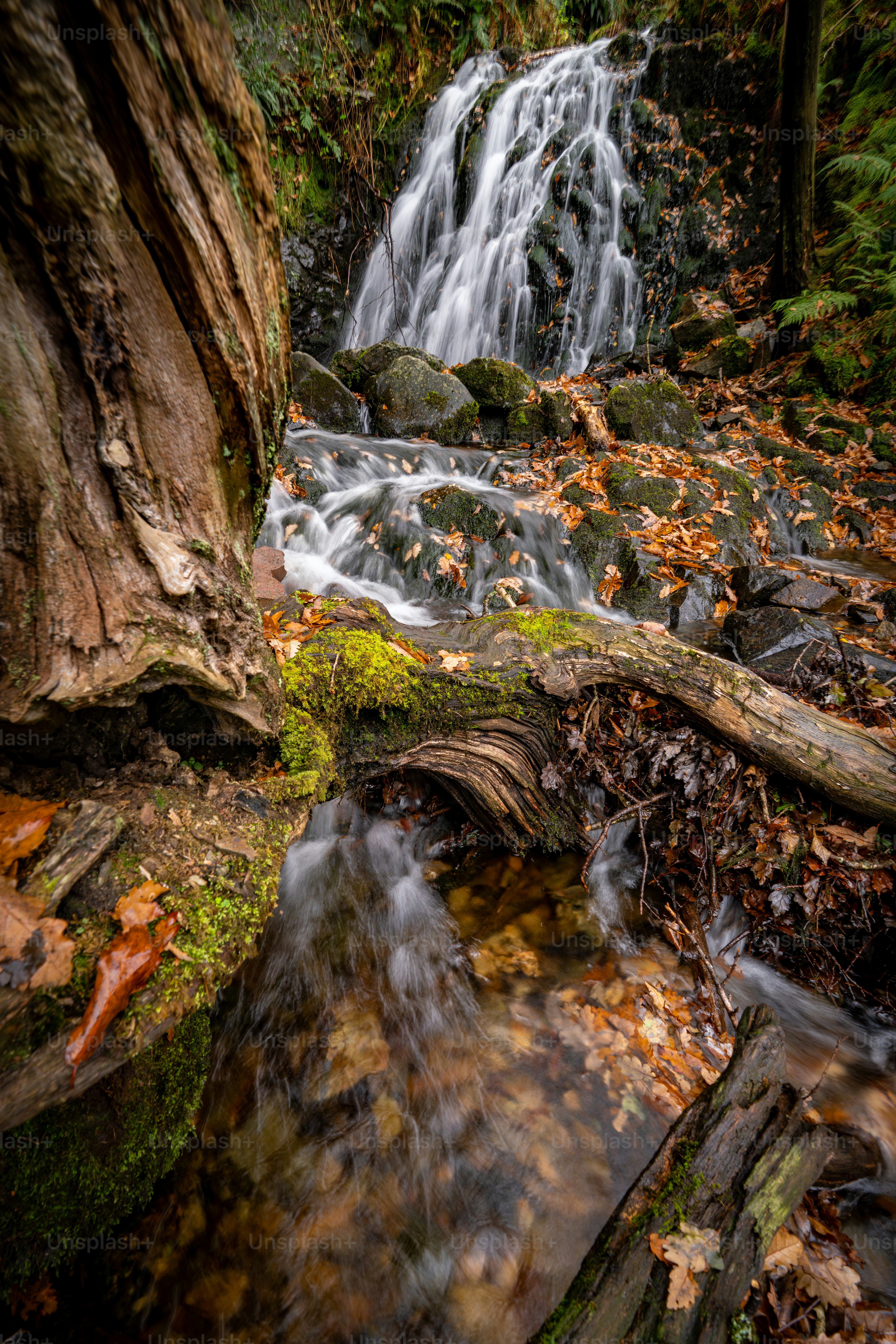 A cascading waterfall flows through a forest with fallen leaves. photo ...