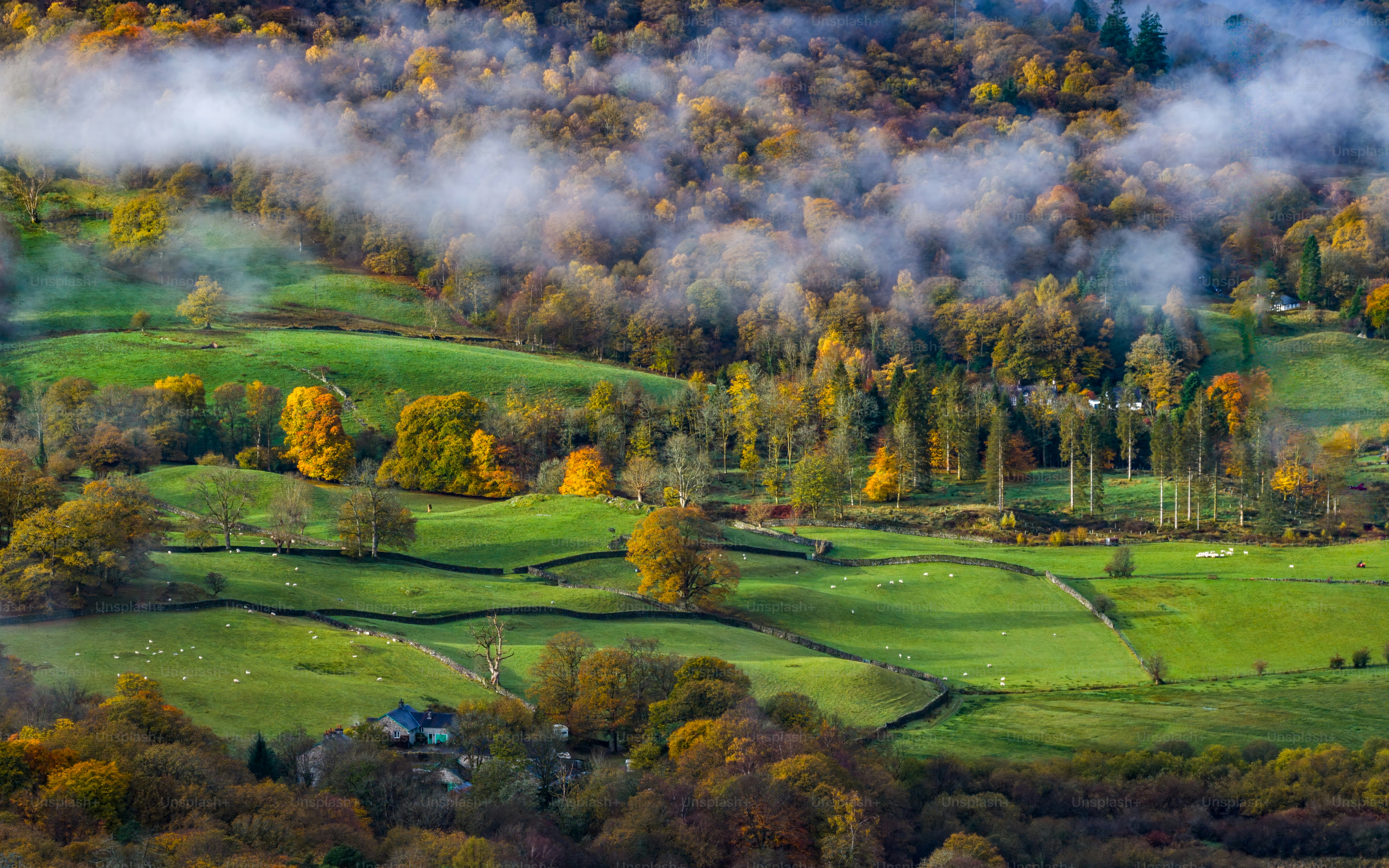 Herbstbäume auf sanften grünen Hügeln mit Nebel