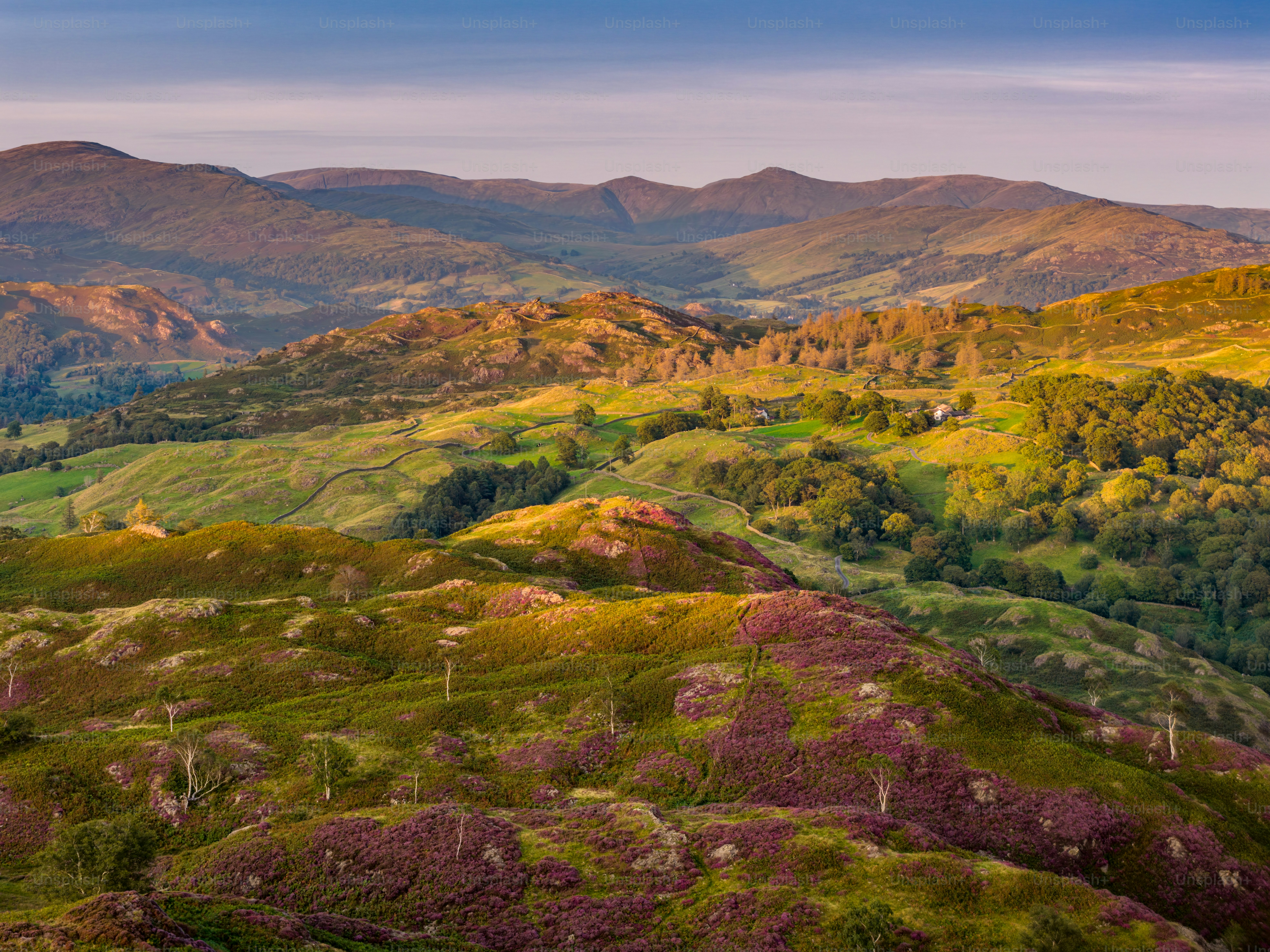 Rolling hills with purple heather and trees at sunset.