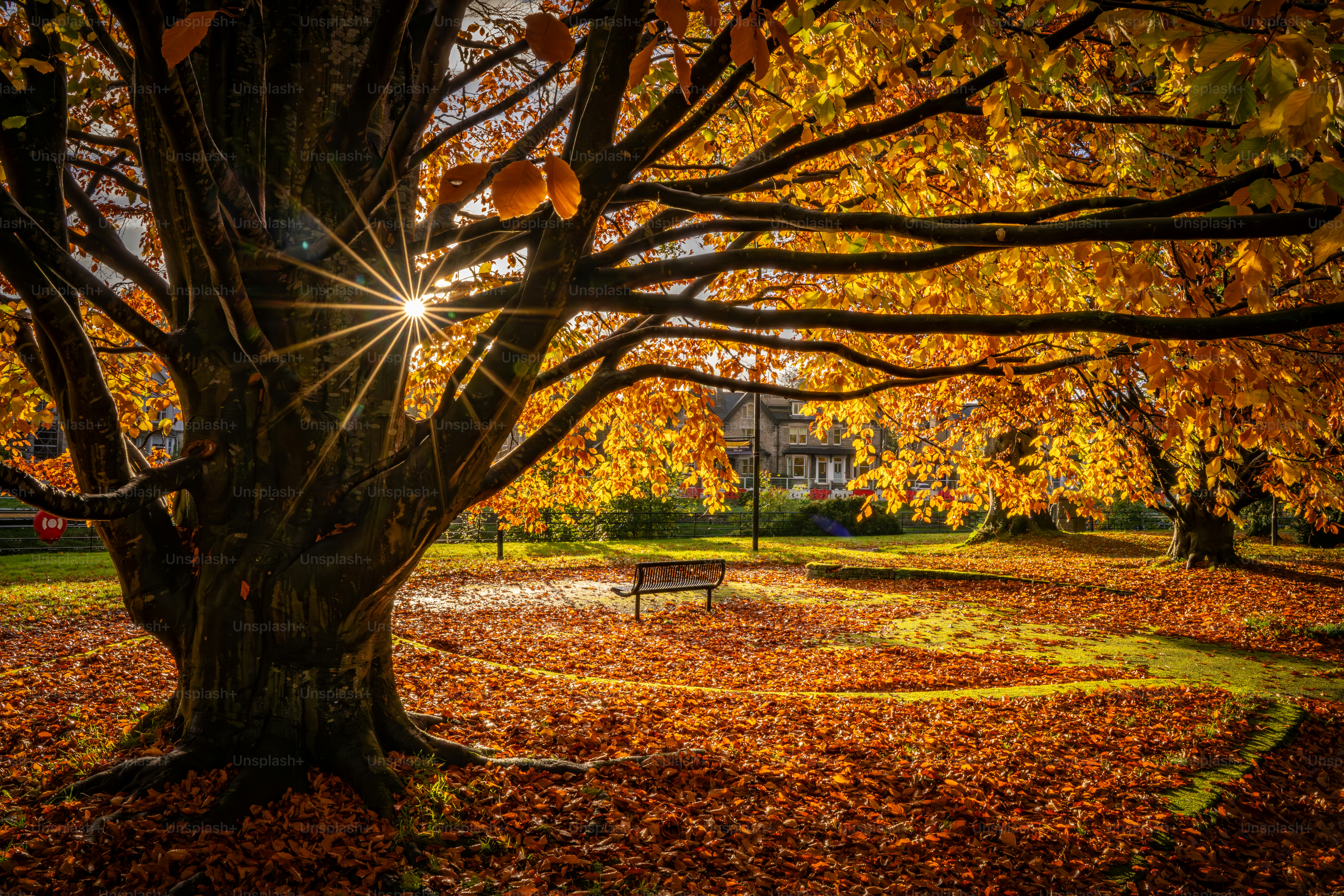 Sonnenlicht strömt durch herbstliche Äste auf gefallene Blätter.