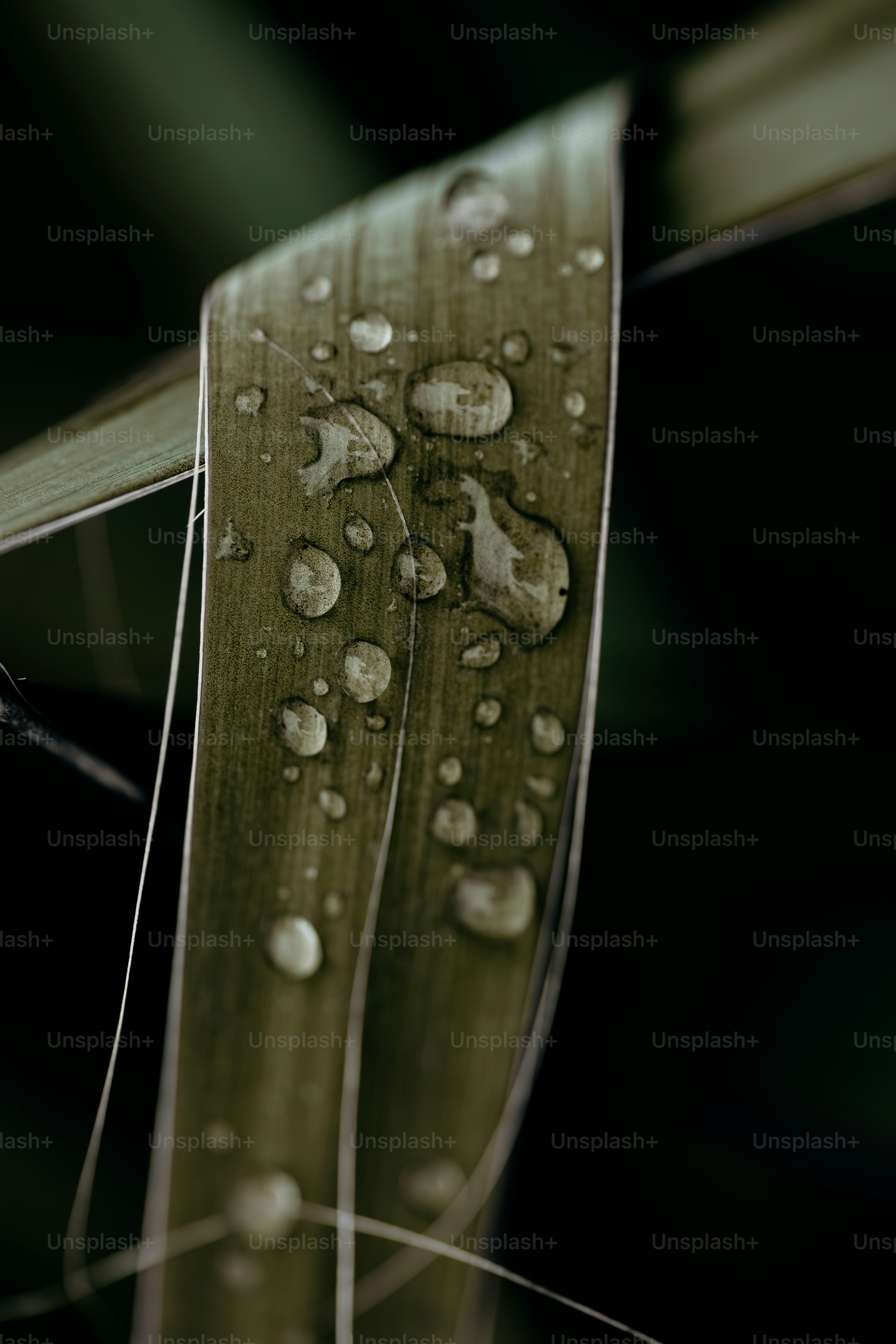 Water droplets on a green leaf with dark background