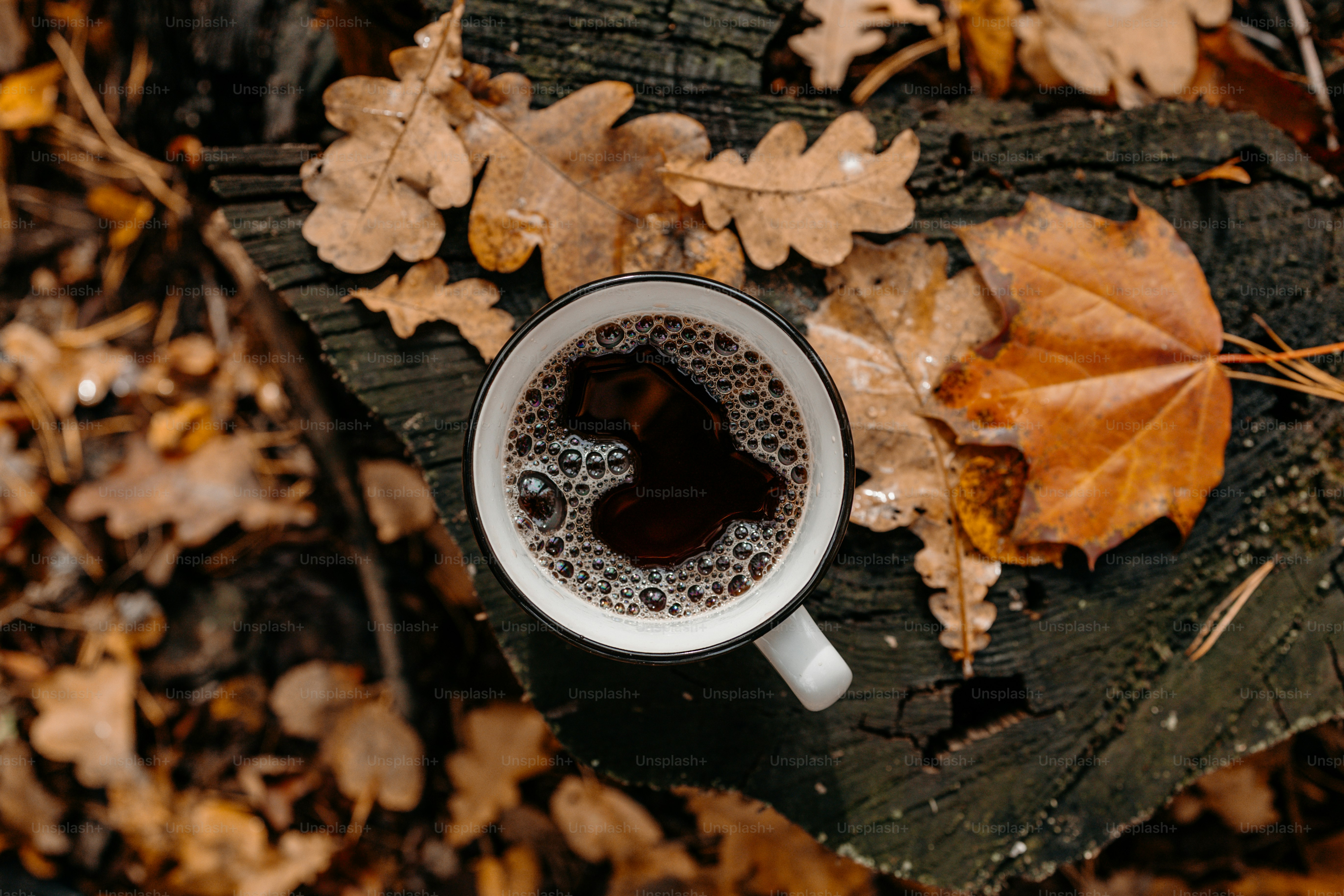 Cup of coffee surrounded by autumn leaves on wood photo – Forest Image ...