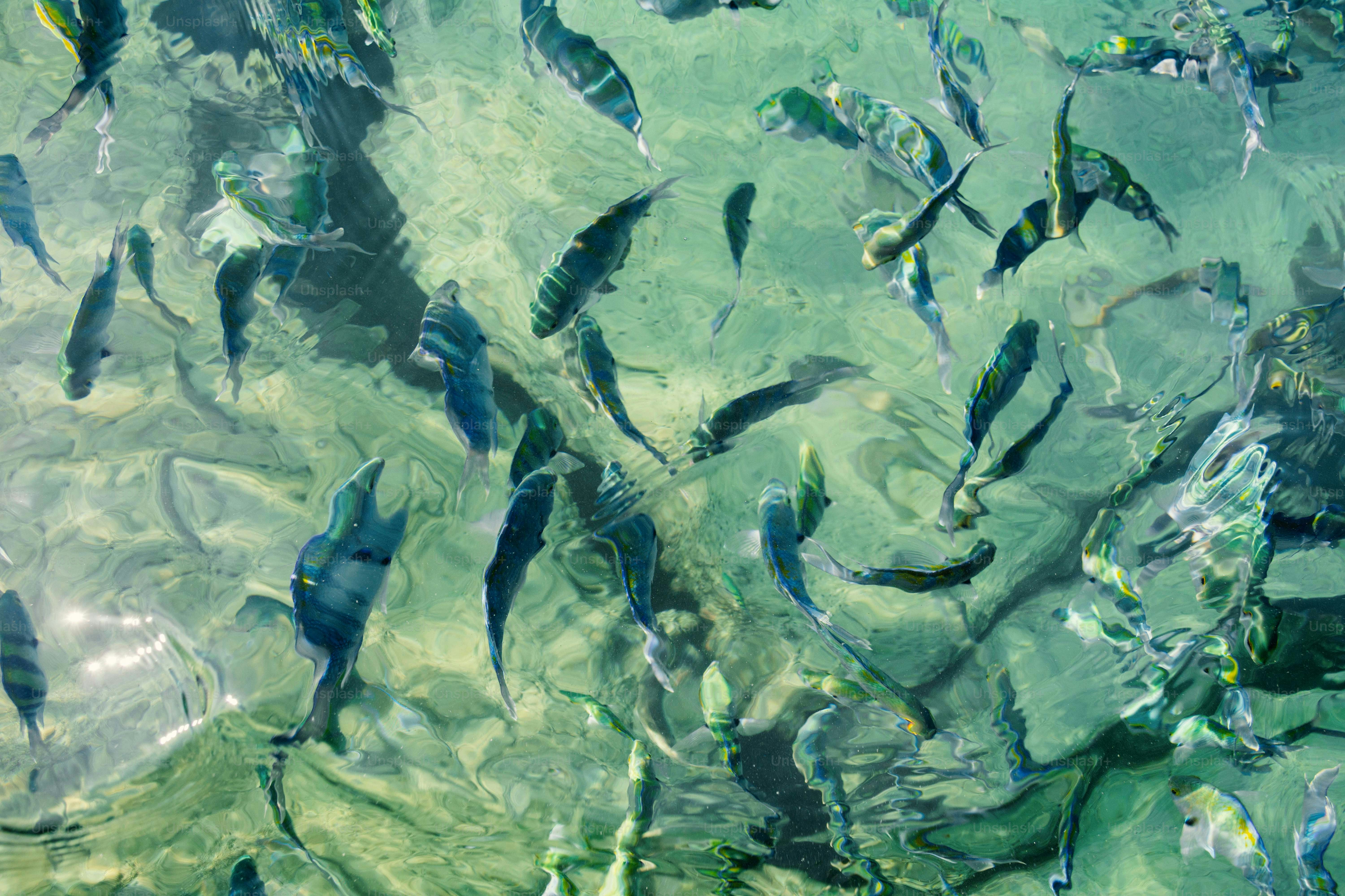 Sekumpulan ikan berenang di perairan dangkal yang jernih.