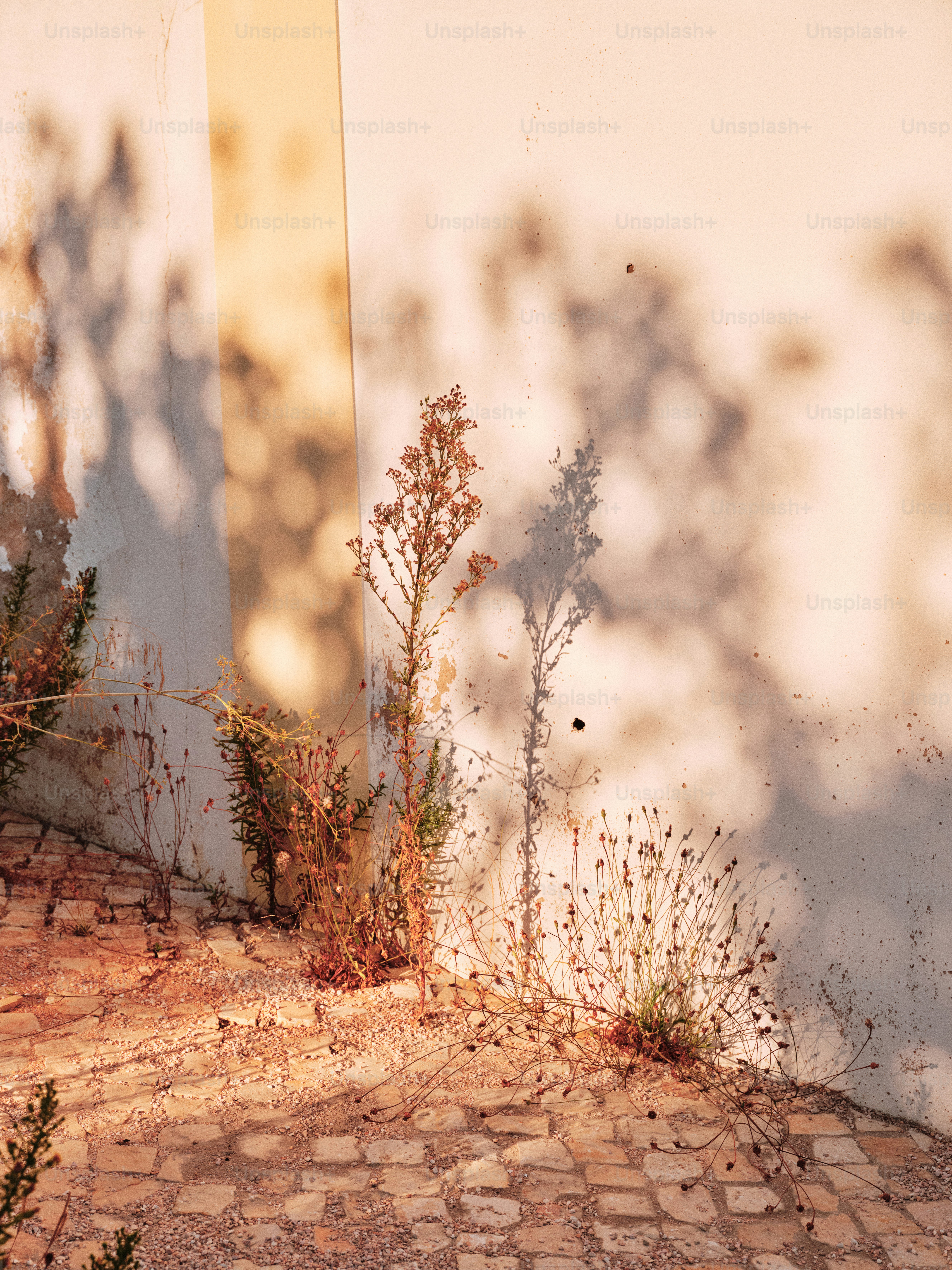 Dry plants cast shadows on a textured wall.