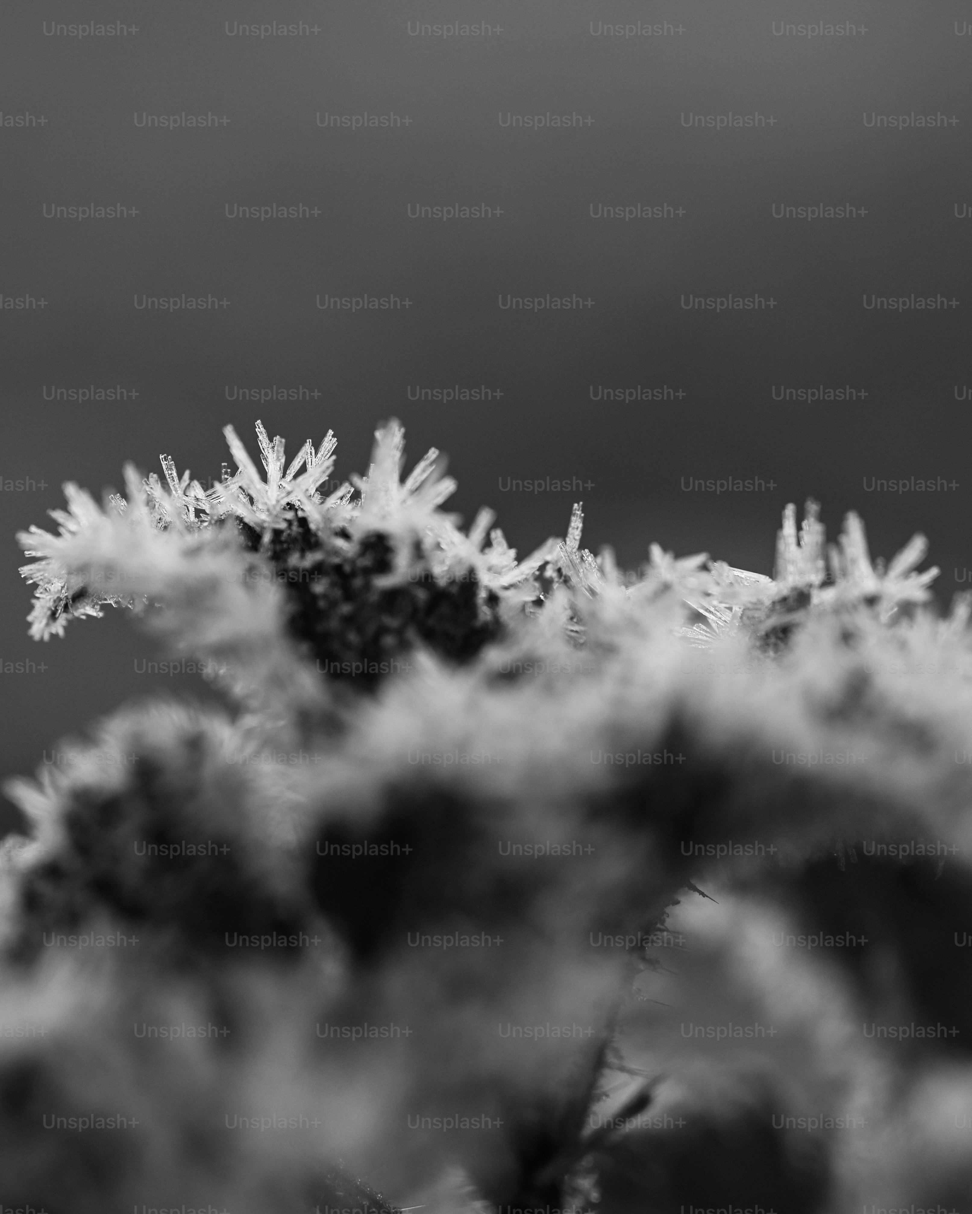 植物の霜の結晶のクローズアップ。