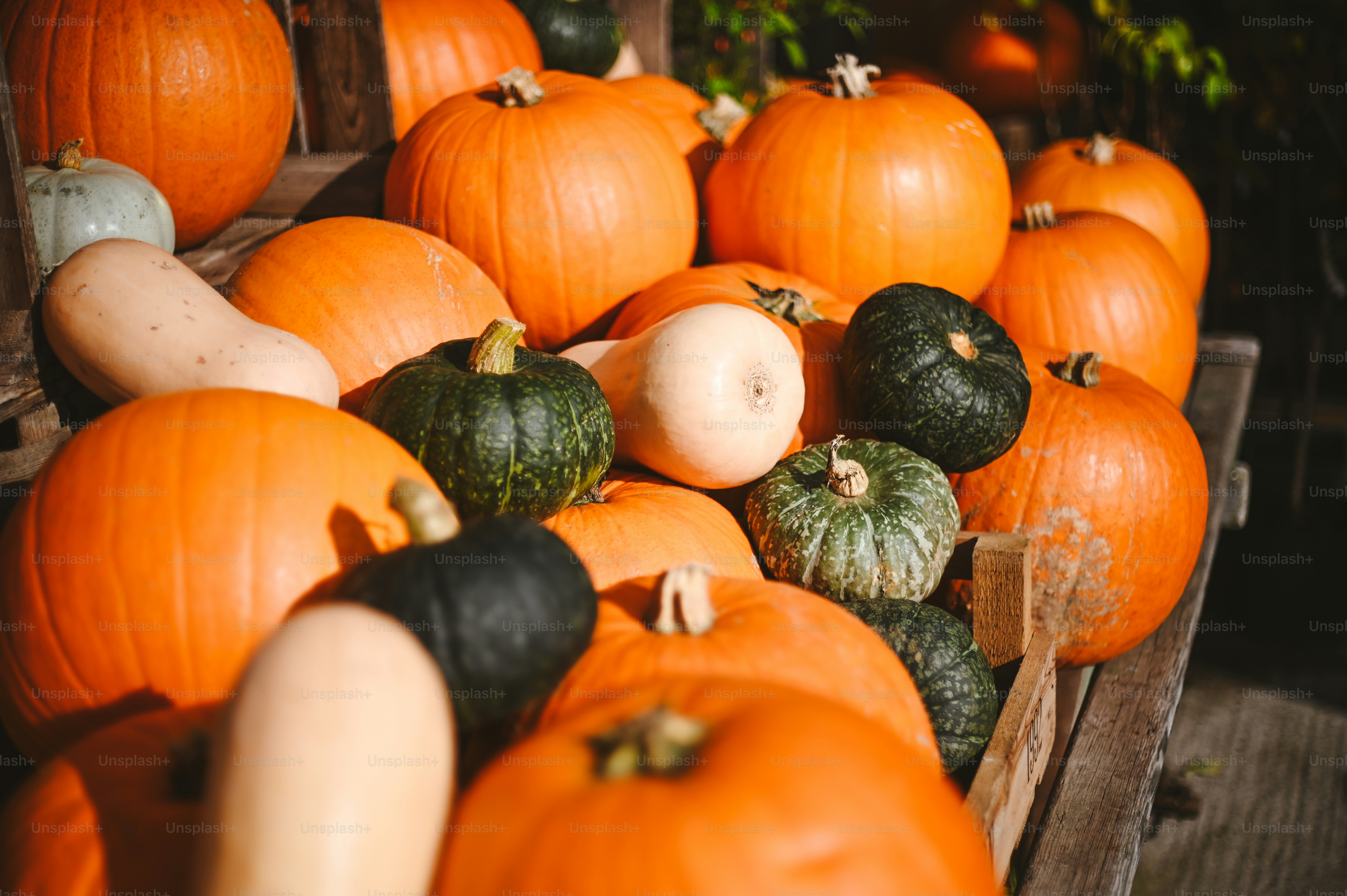 A pile of various pumpkins and gourds photo – Natural Image on Unsplash