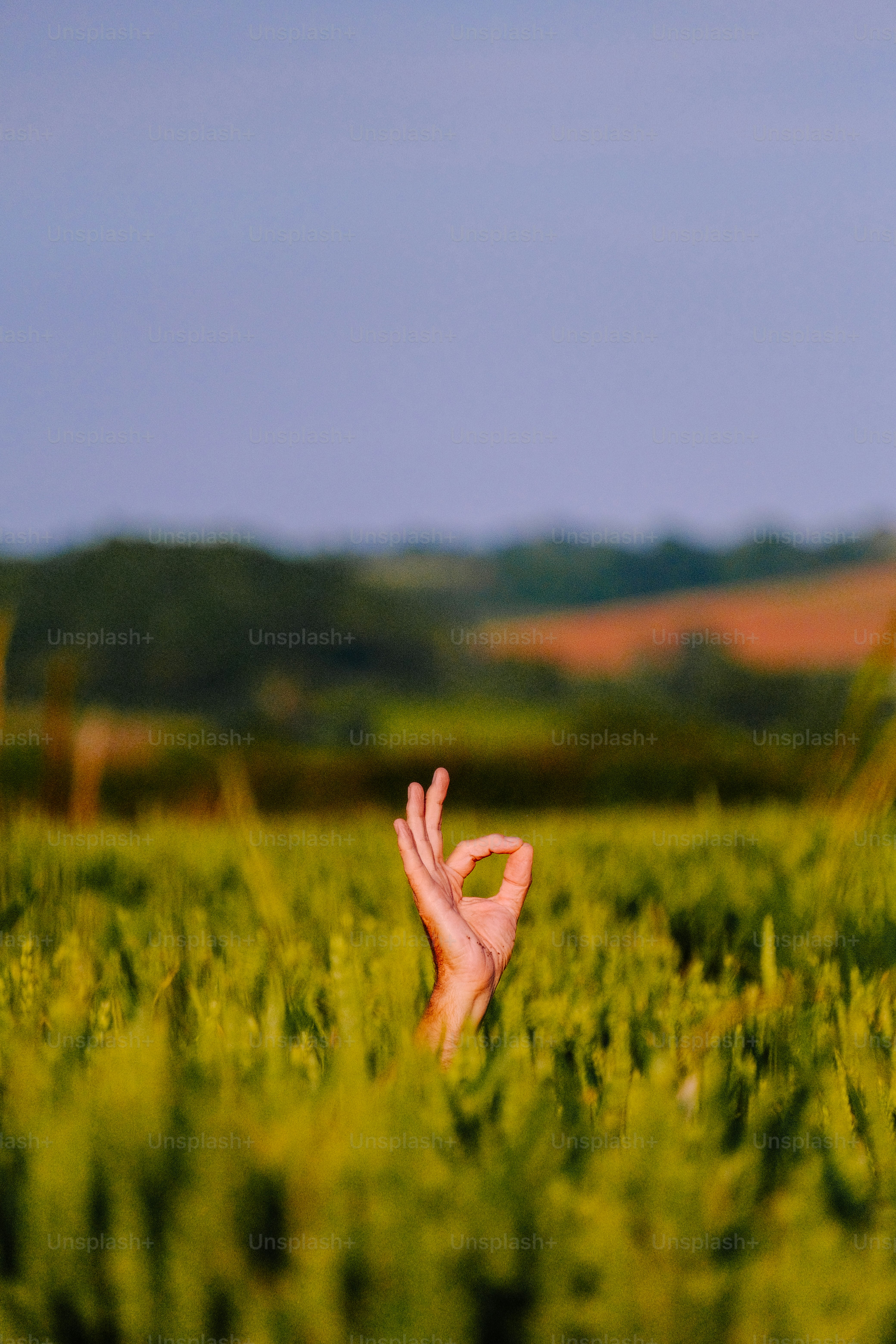 Hand making ok gesture in a field photo – Green Image on Unsplash