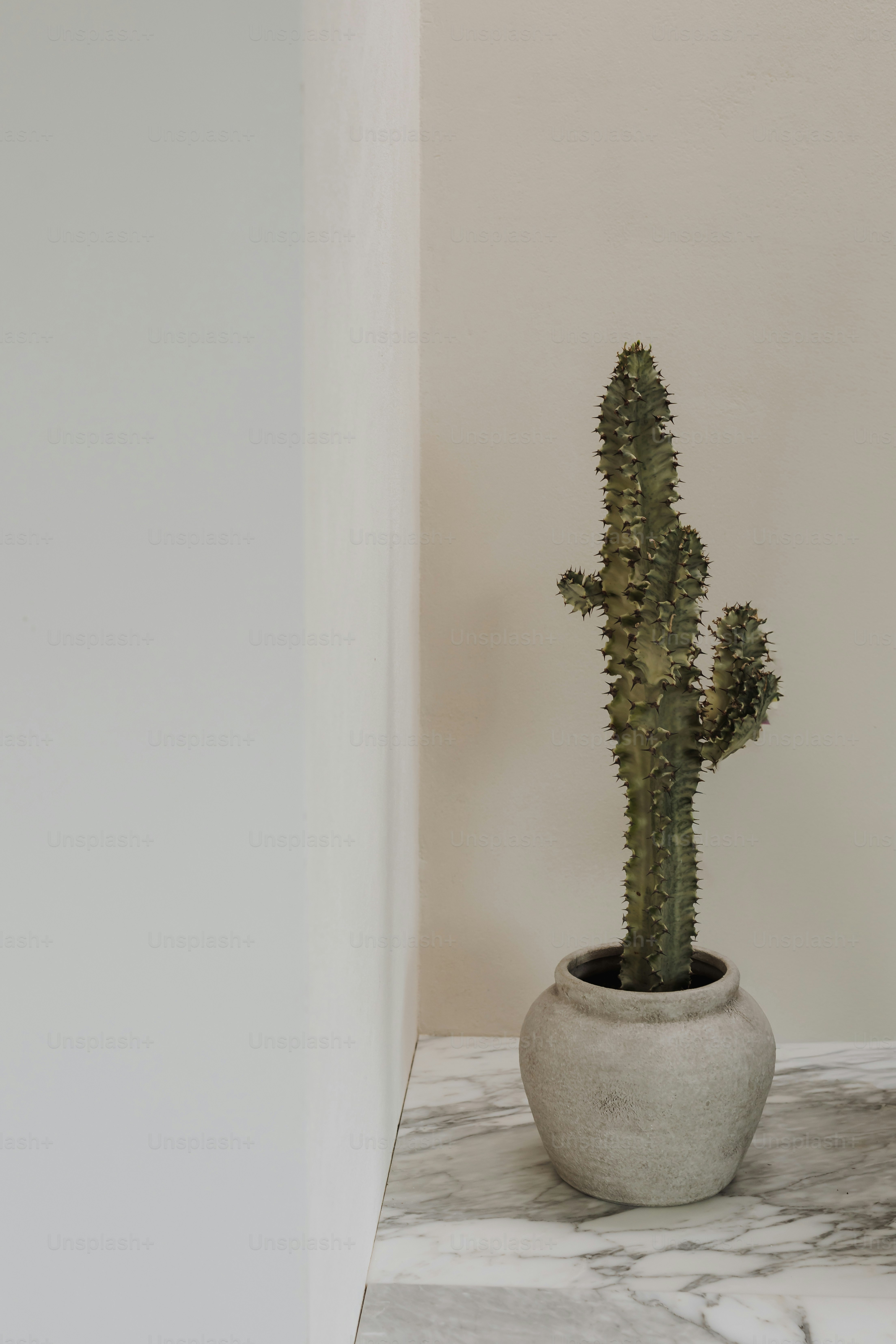 Ein hoher Kaktus in einem Topf an der Wand. Foto  Bild zum Thema Grn auf  Unsplash