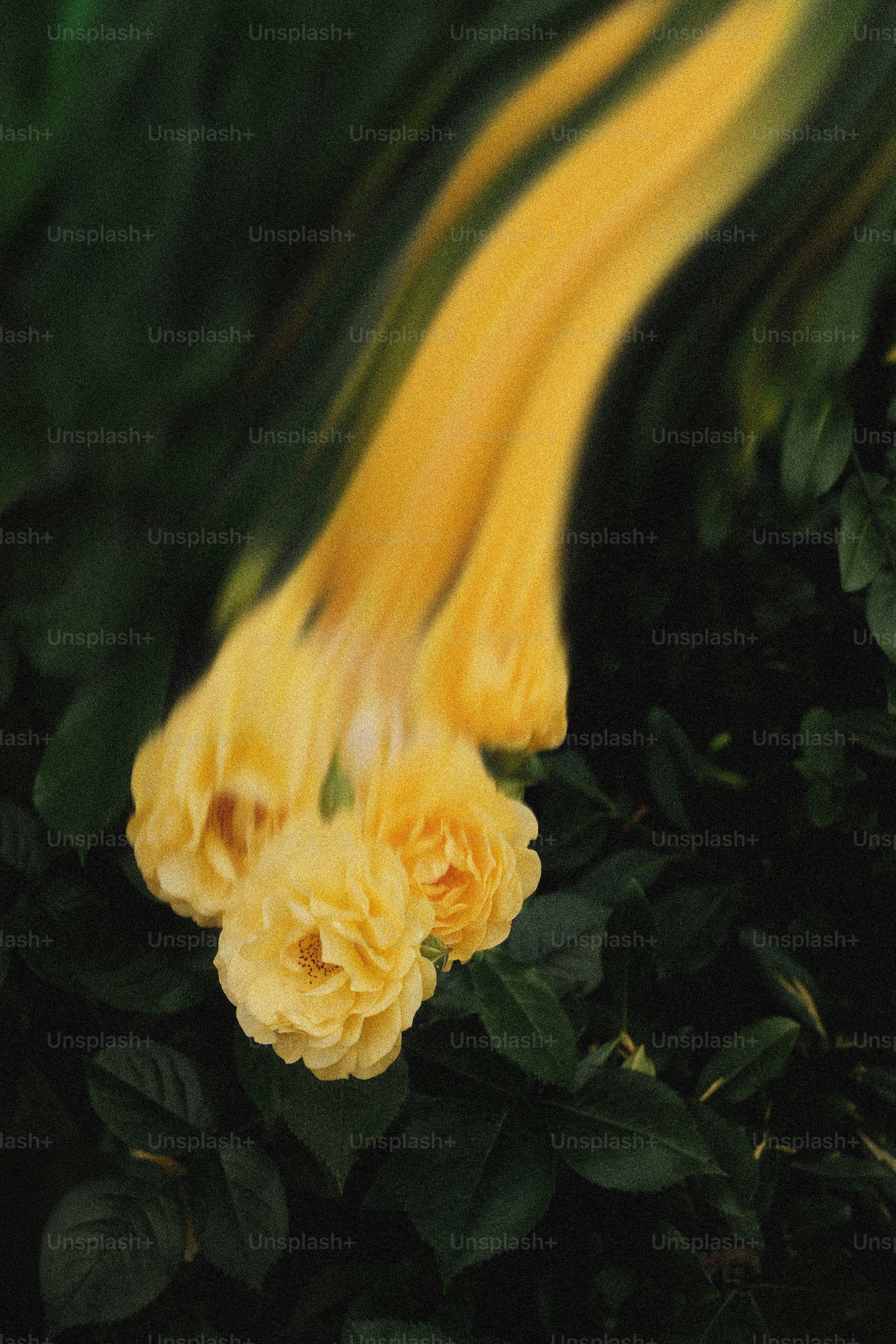 Yellow roses with distorted petals on dark green leaves