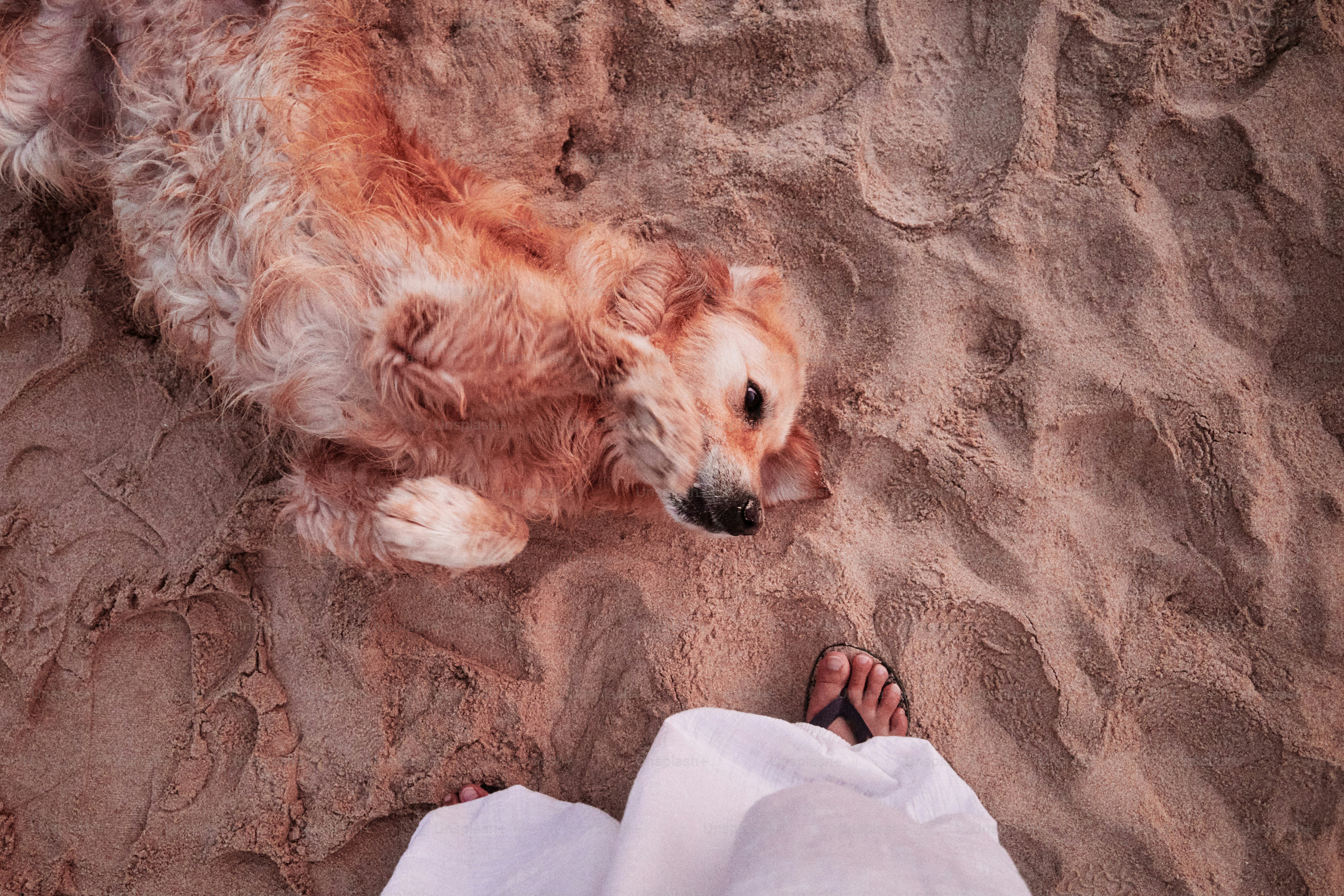 Golden retriever dog lying on sandy beach