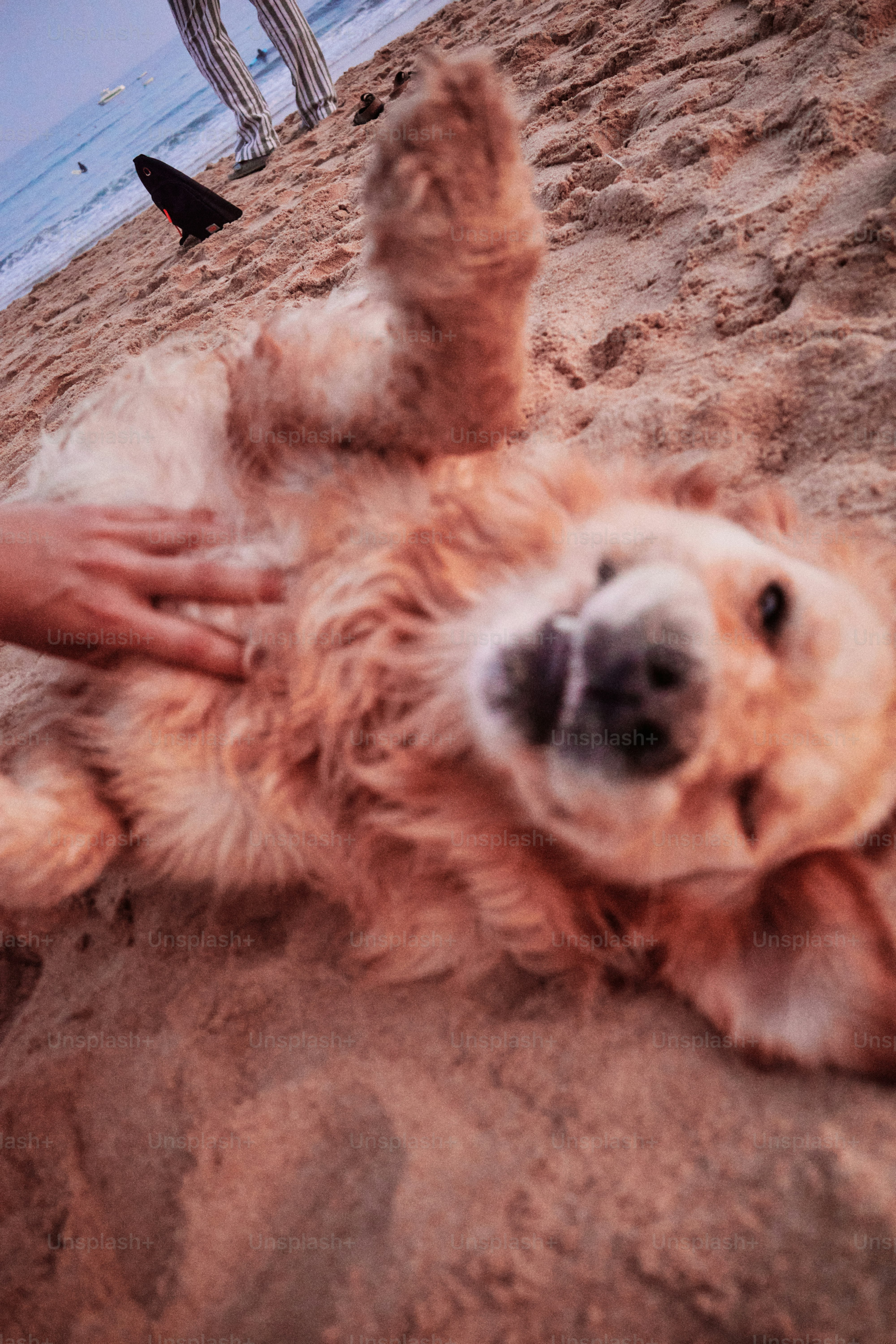 Ein Golden Retriever genießt Bauchmassagen am Strand