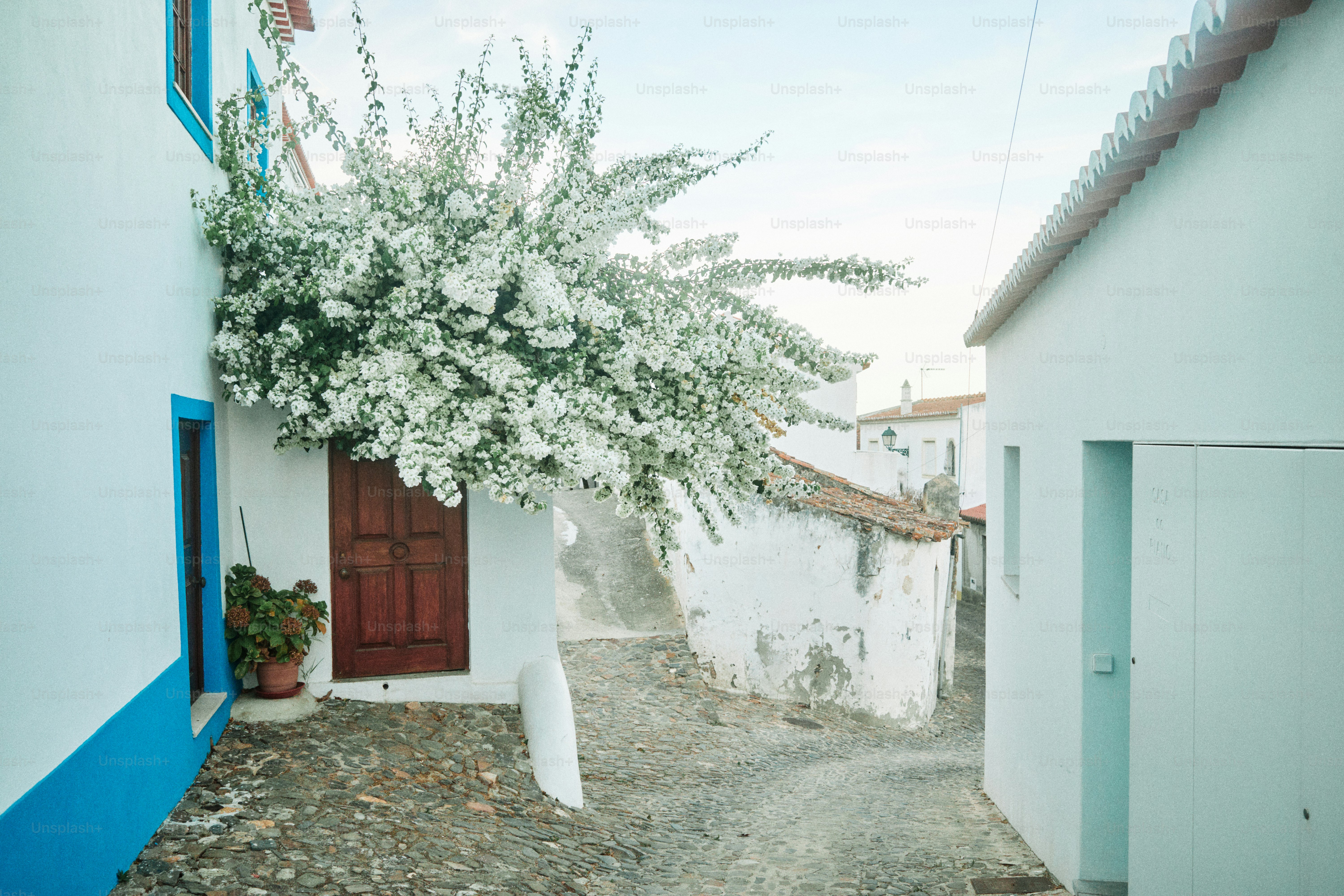 Árvore de flores brancas em um beco estreito de paralelepípedos.