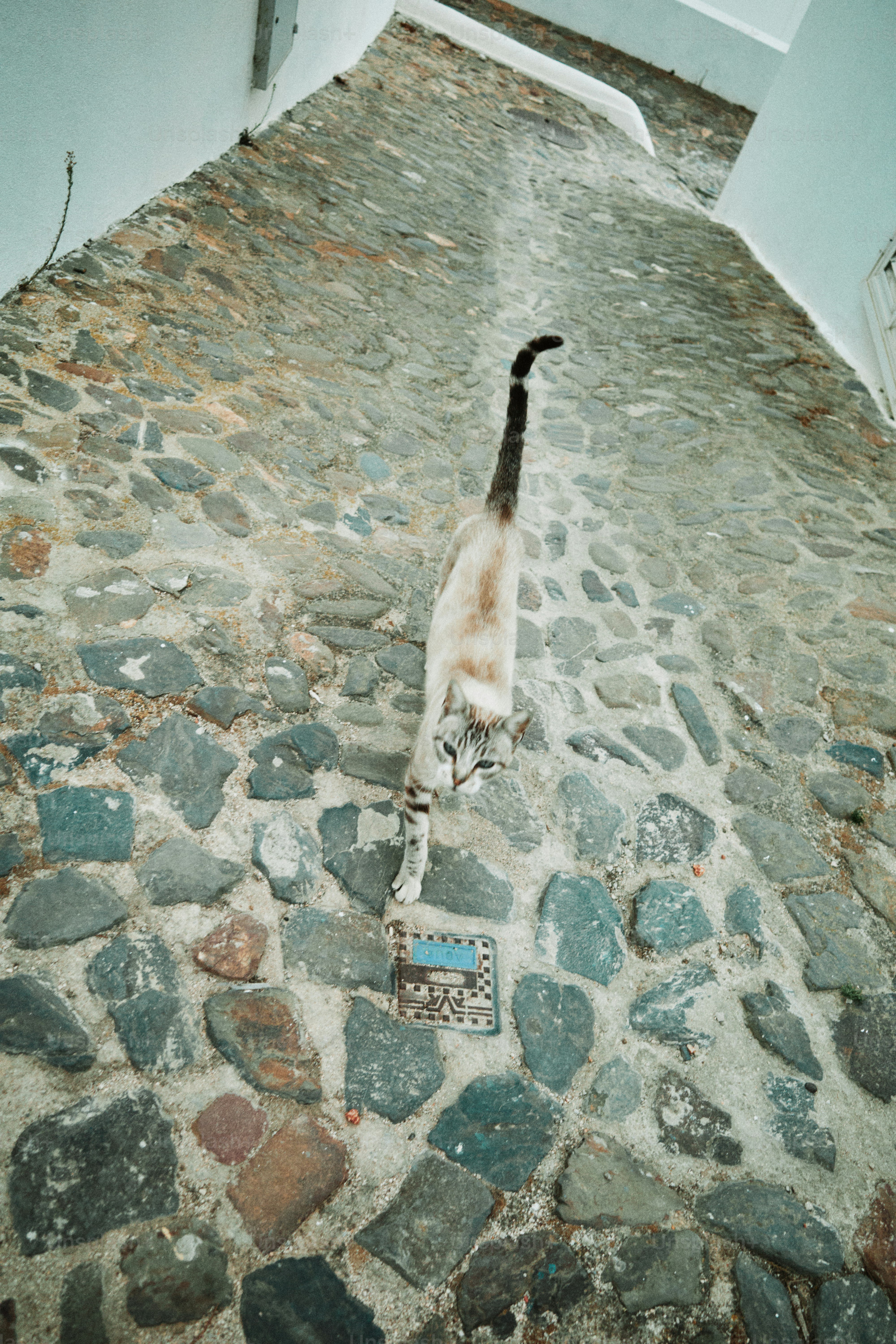 Un chat marche sur une rue pavée.