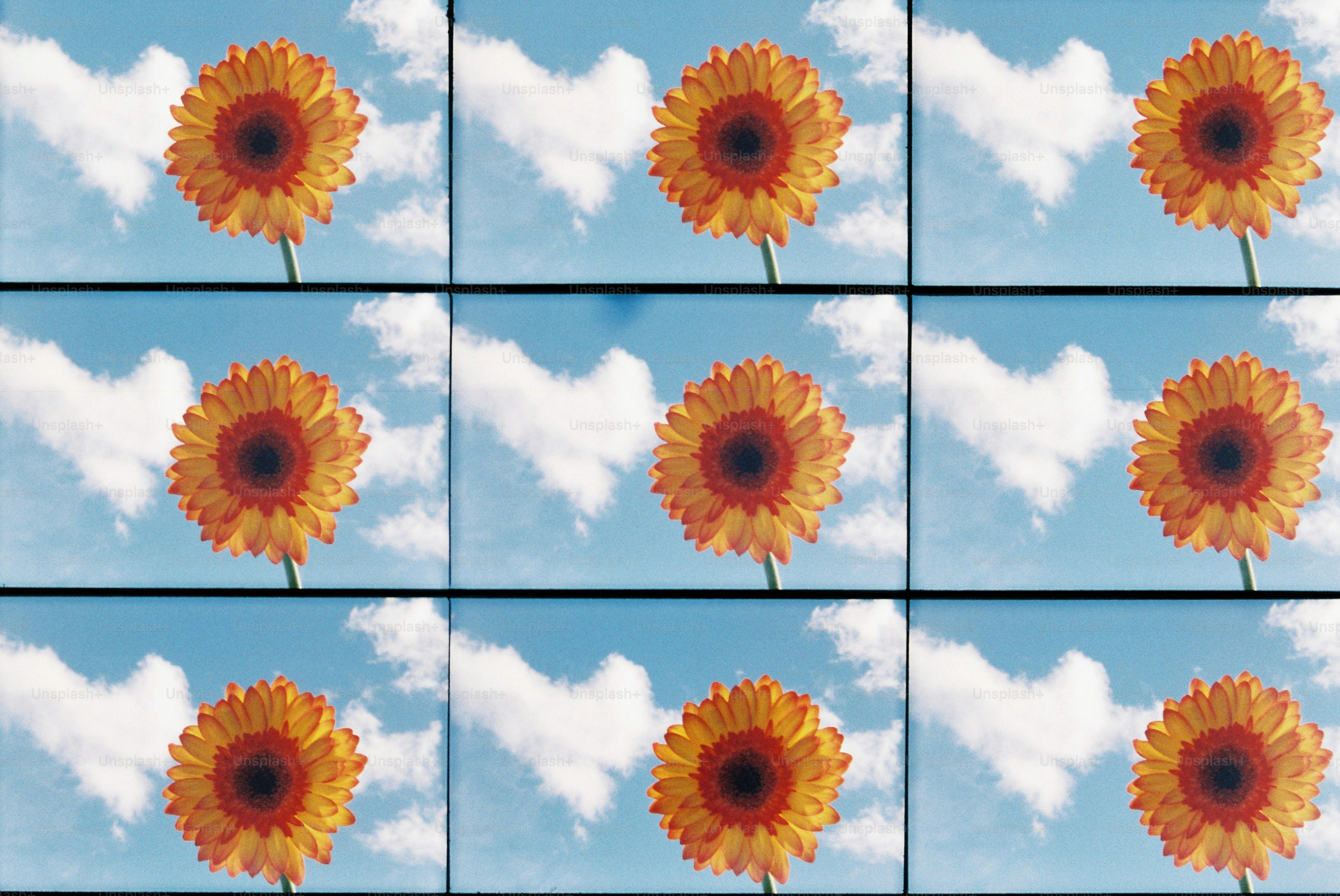 Neuf gerberas orange contre un ciel bleu.