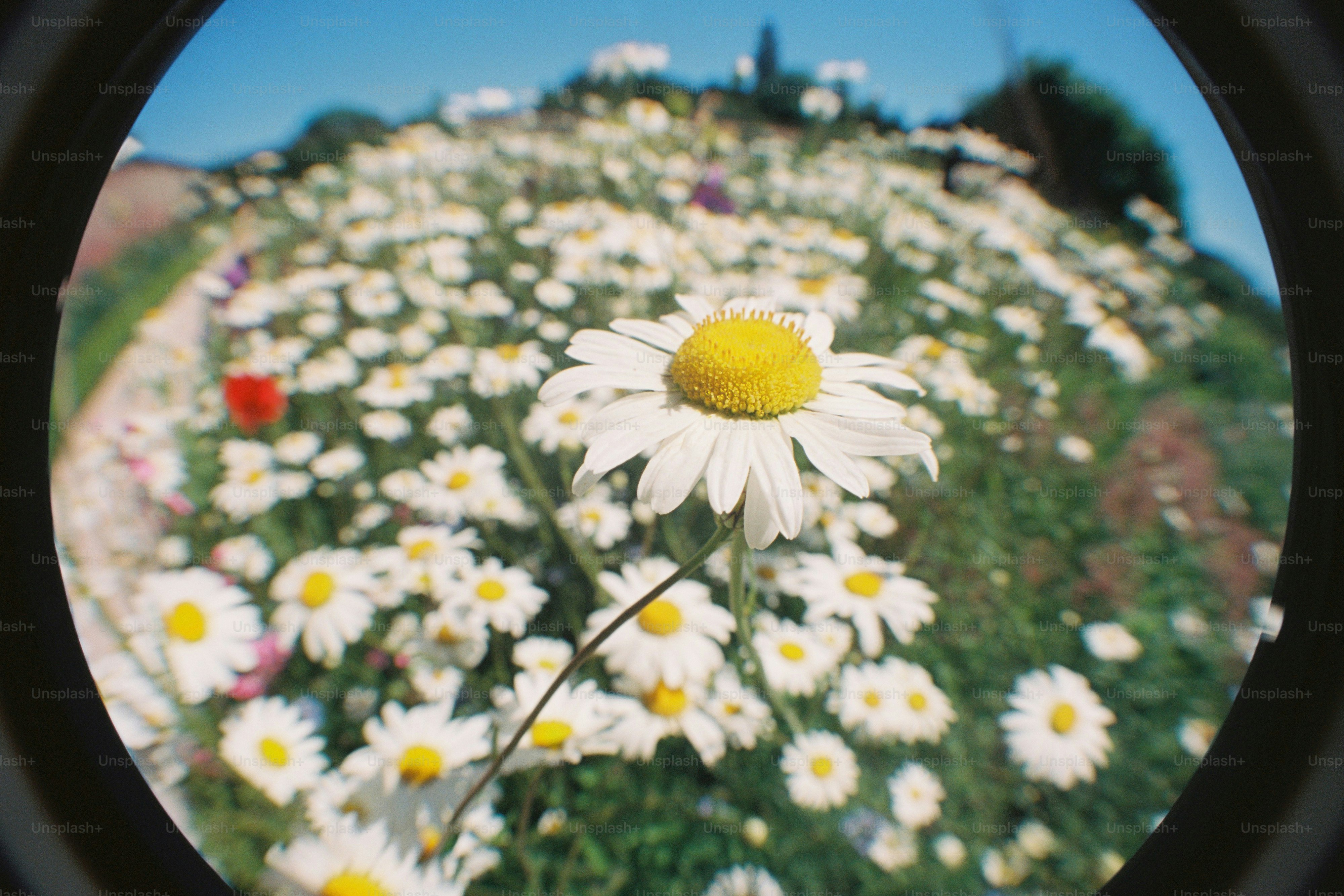 Champ de marguerites blanches avec herbe verte