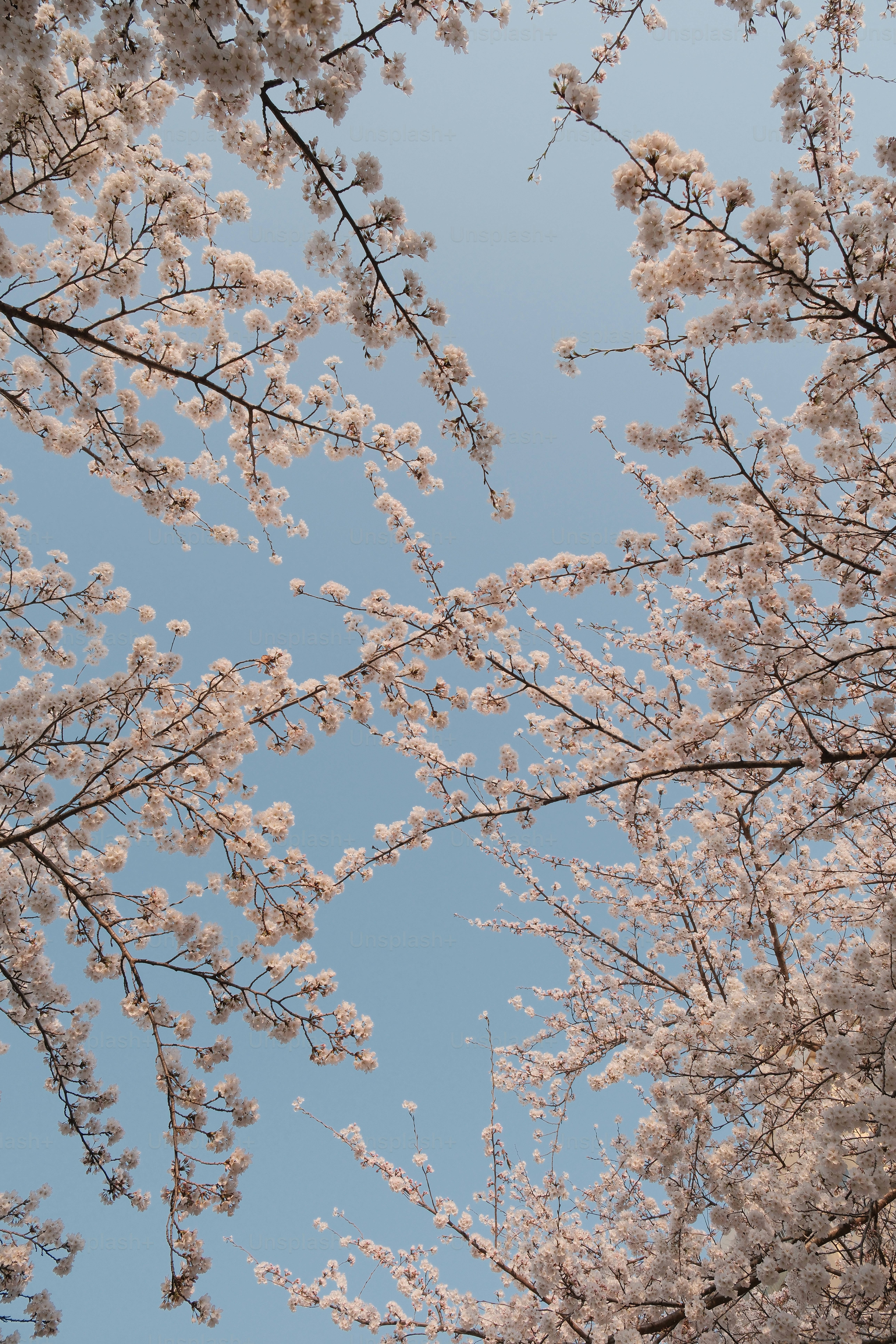 Cherry blossoms against a clear blue sky