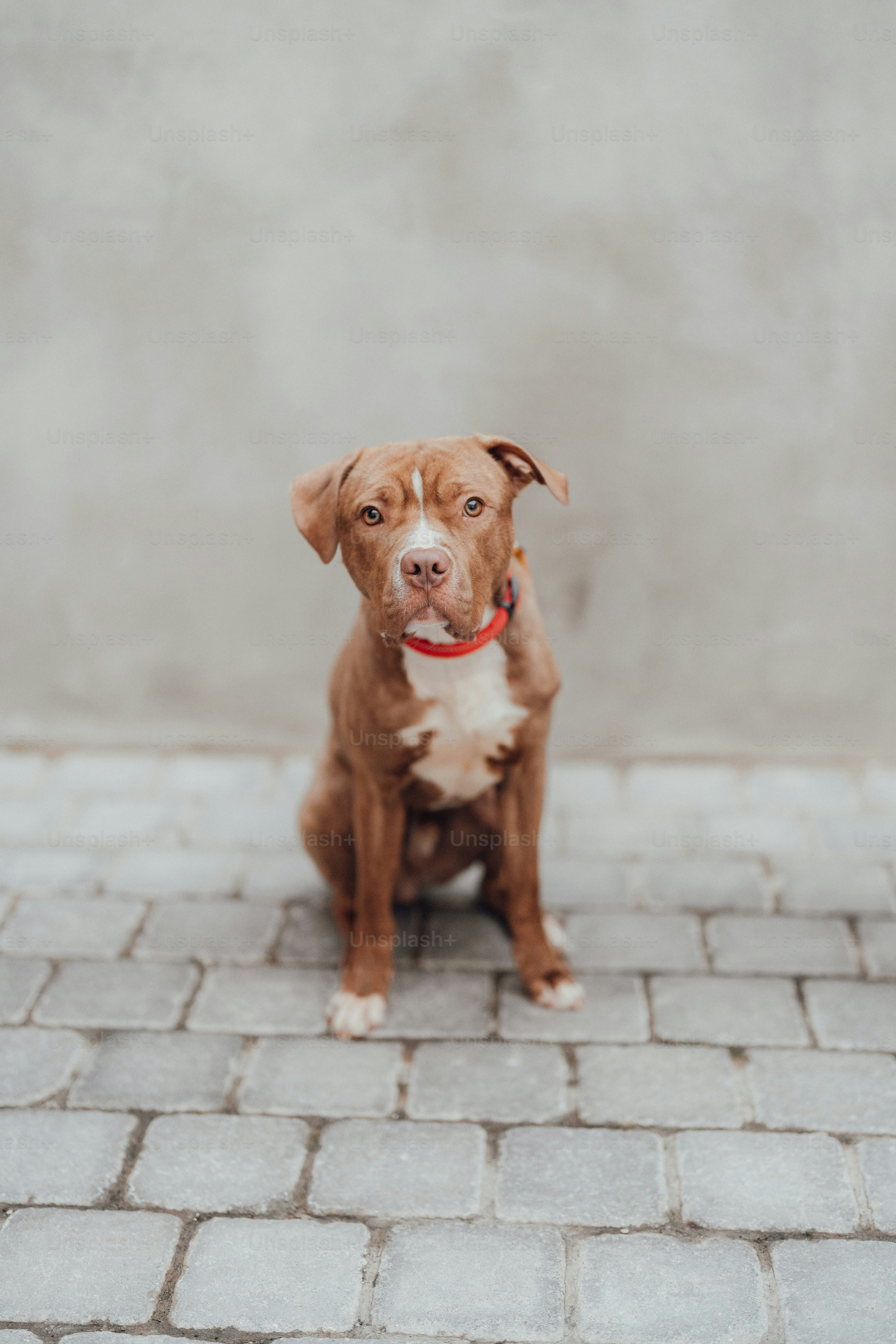 Seekor anjing pit bull coklat duduk di jalan berbatu