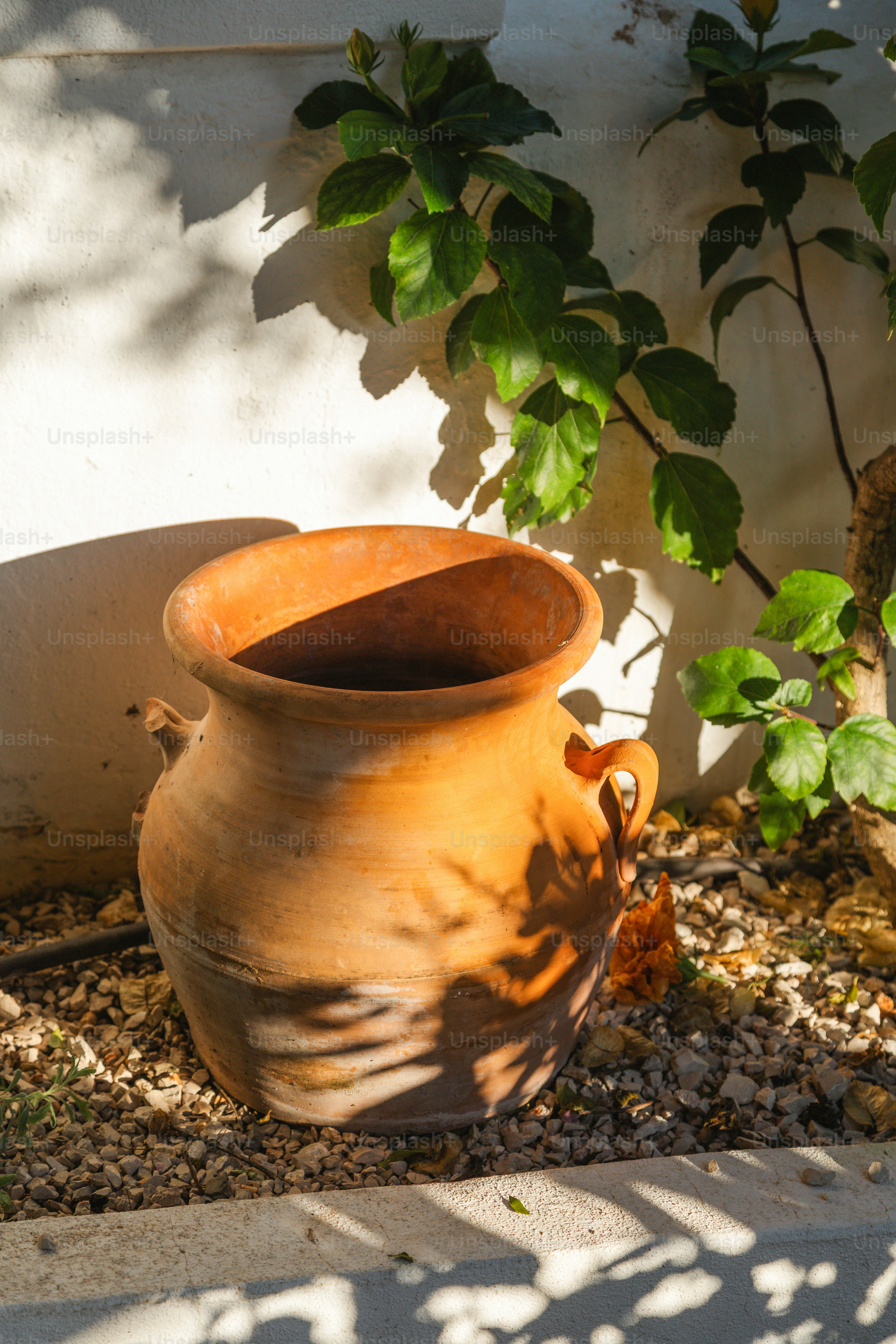 Pot en terre cuite avec feuilles et ombres vertes
