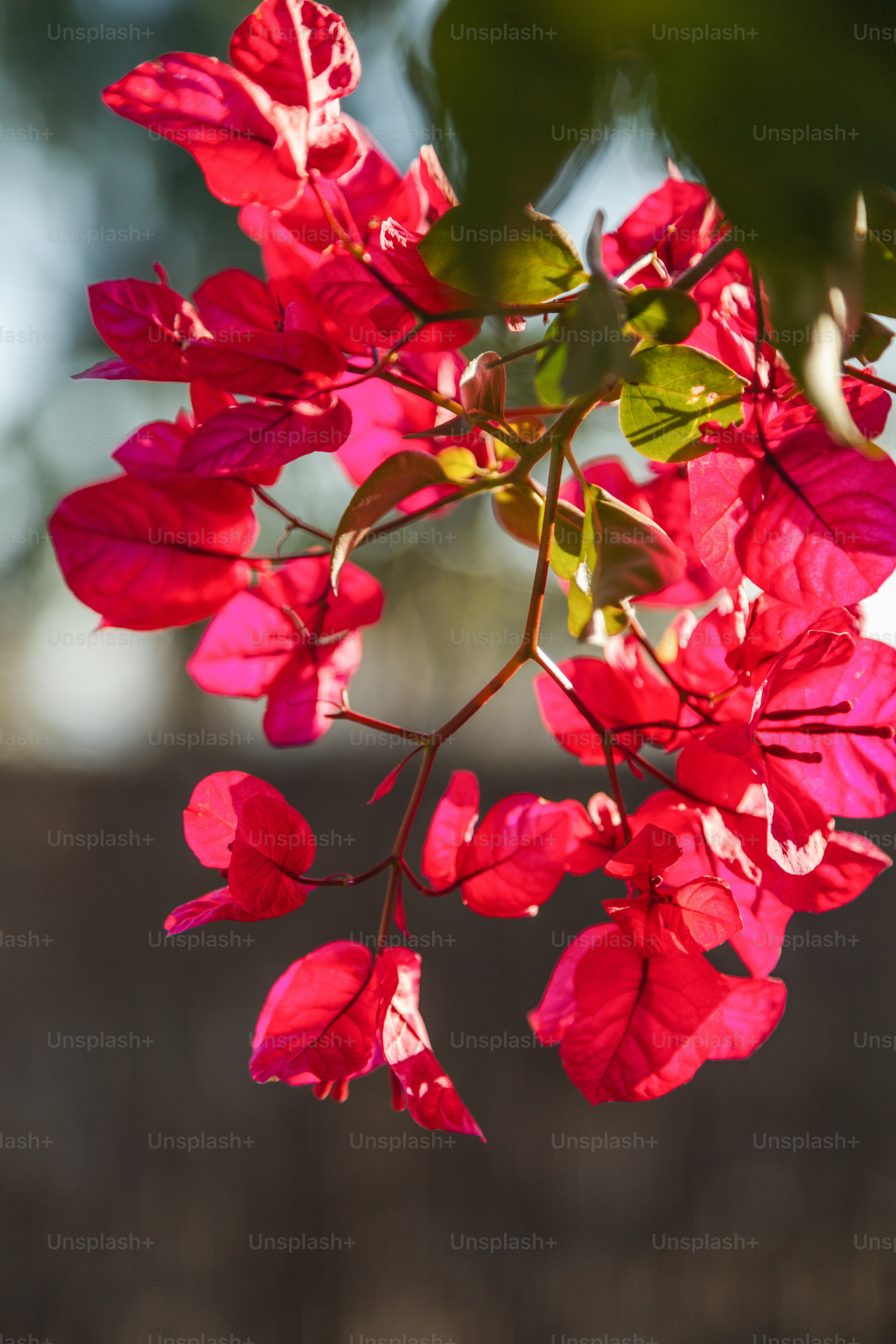 Vibrant pink bougainvillea flowers backlit by the sun.