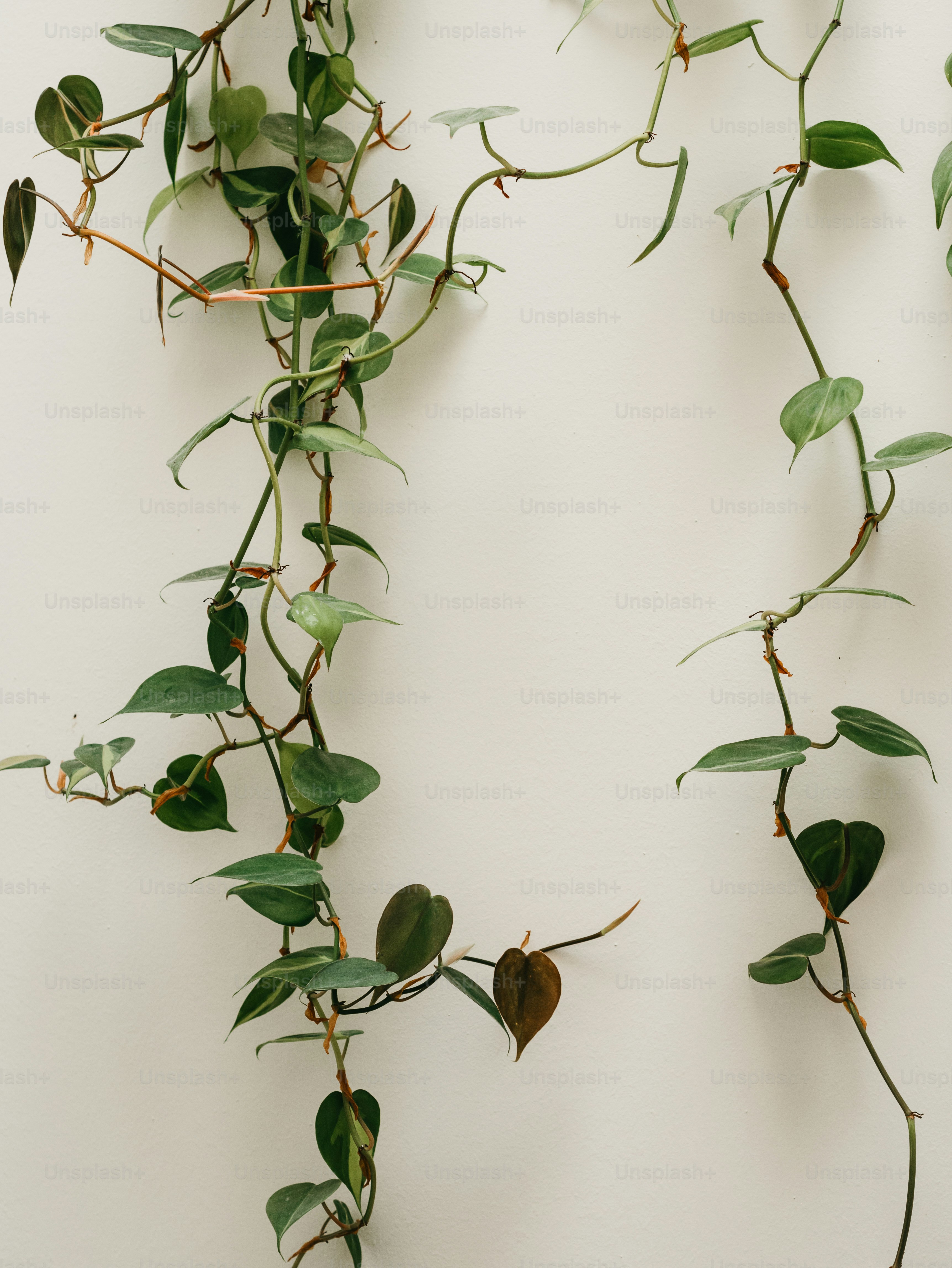 ficus plant Nearly Natural 5.5-ft Ficus Tree UV Resistant (Indoor/Outdoor) main image 1