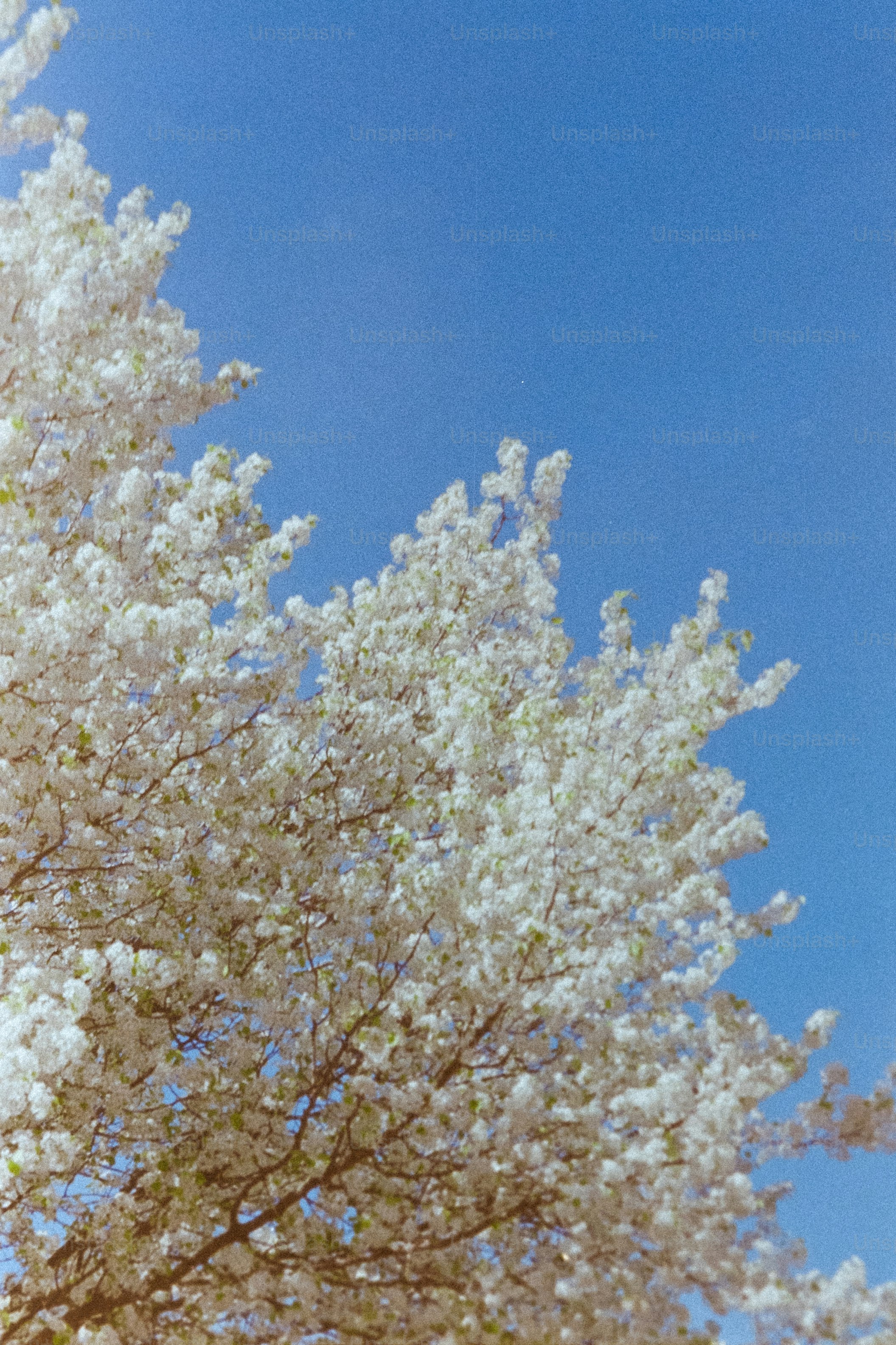 Le blanc fleurit sur un arbre contre un ciel bleu
