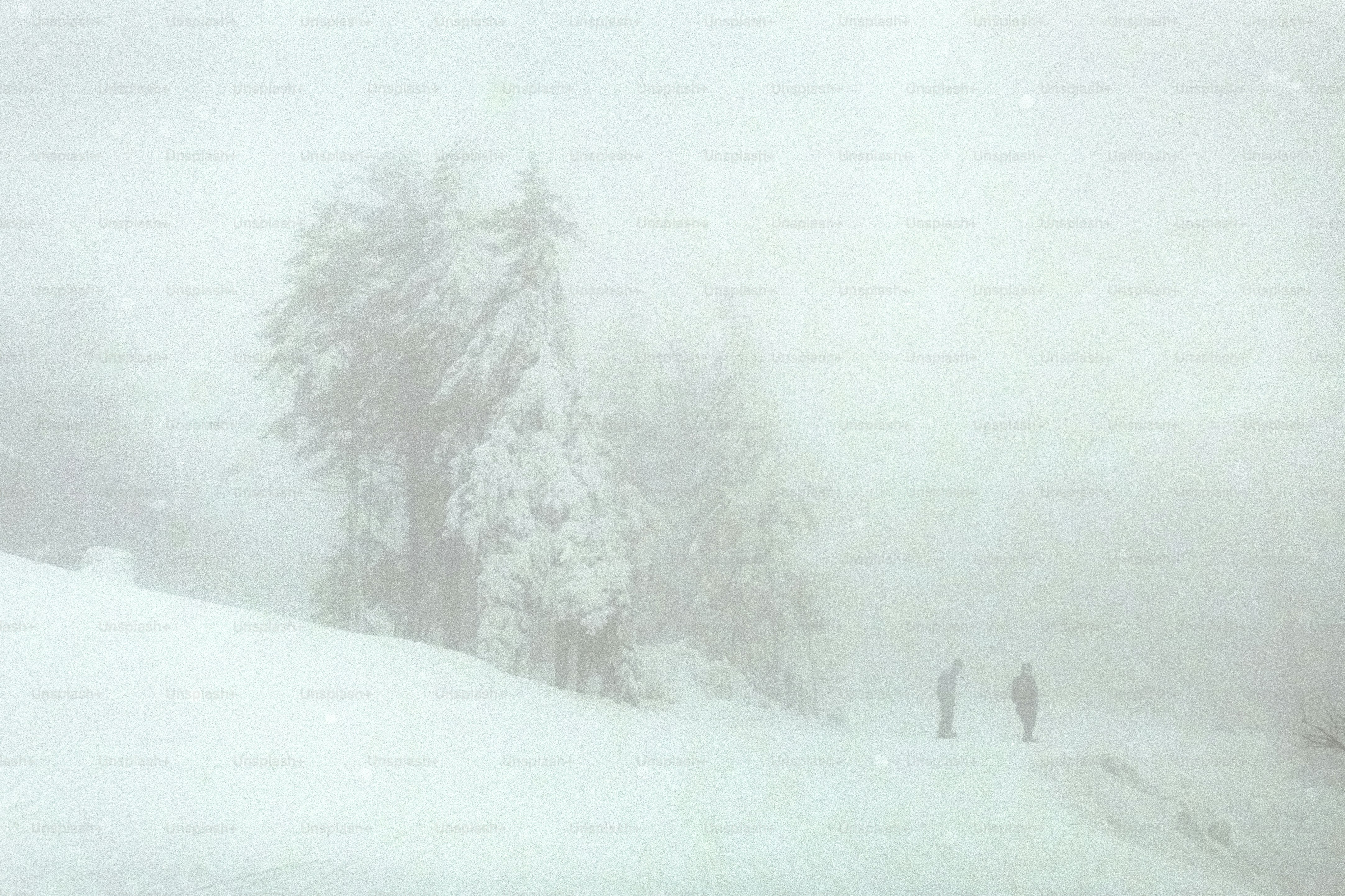 Deux personnes marchent dans une forêt enneigée et brumeuse.