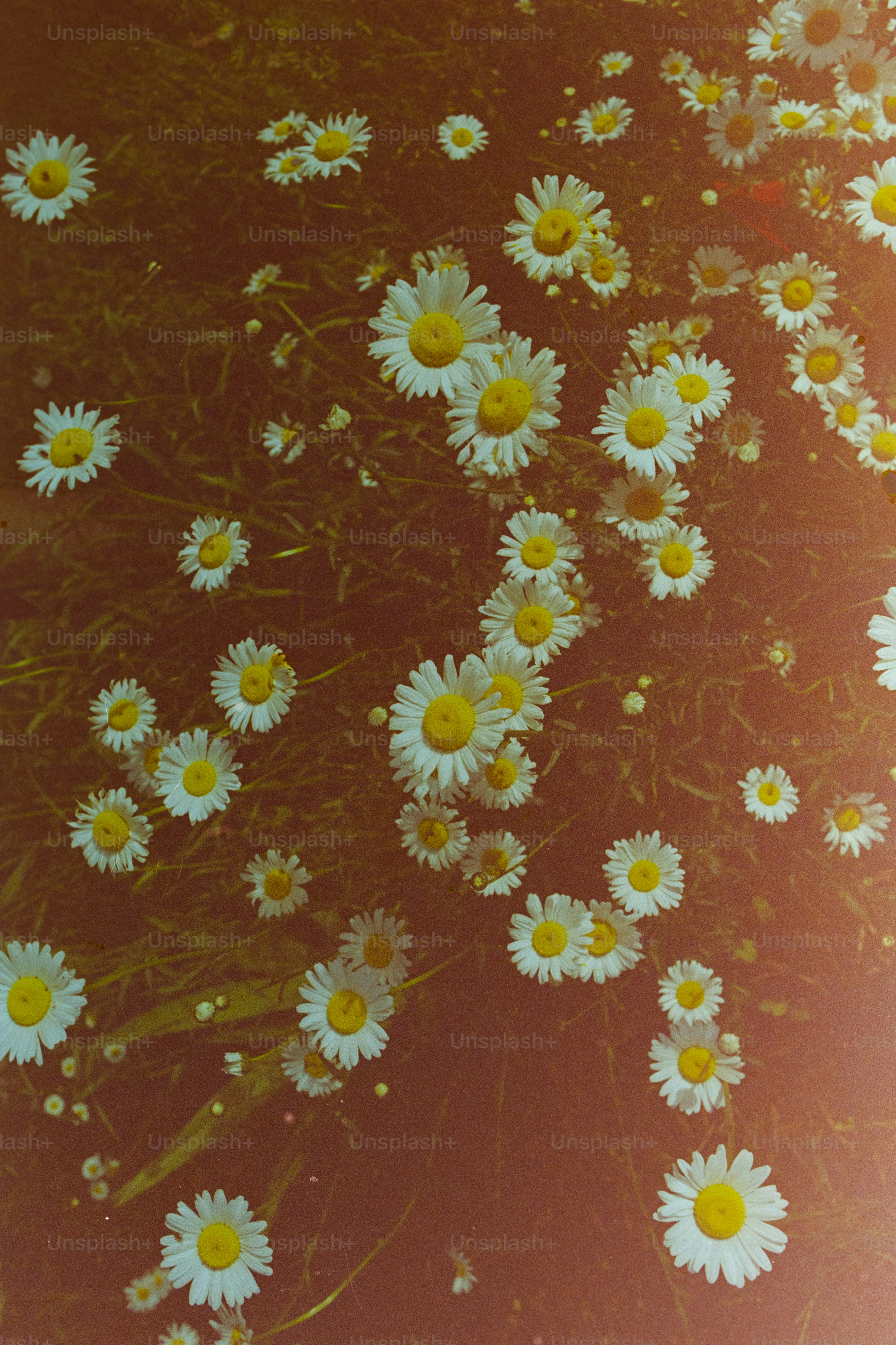 Champ de marguerites blanches avec des centres jaunes.