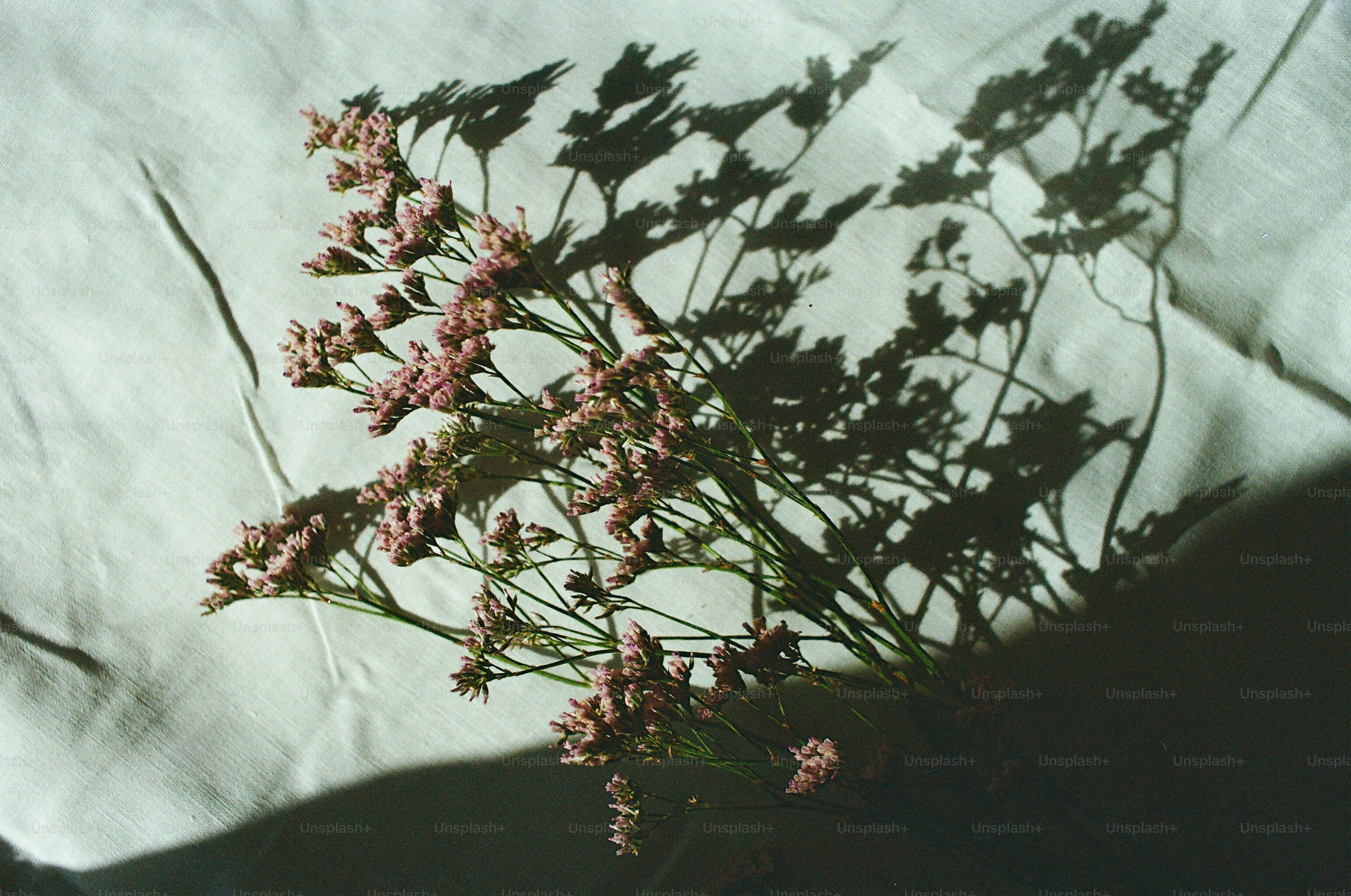 Zarten rosa Blumen werfen dramatische Schatten auf den Stoff.