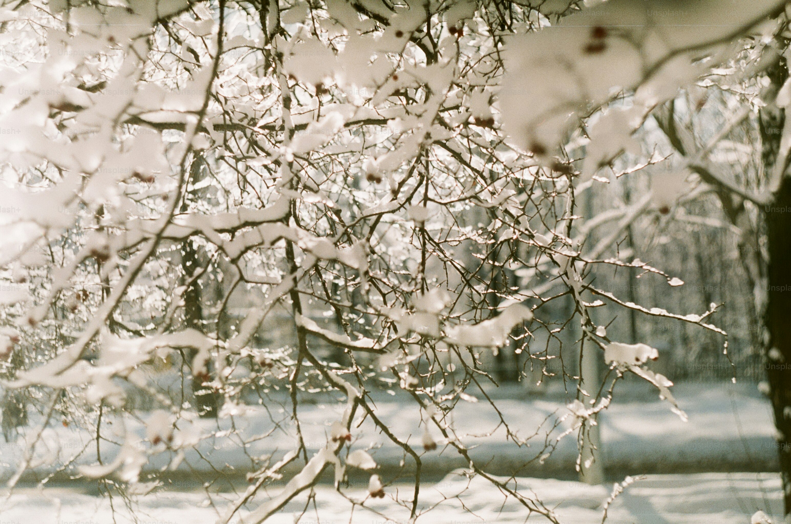 Schneebedeckte Äste eines Baumes im Winter.