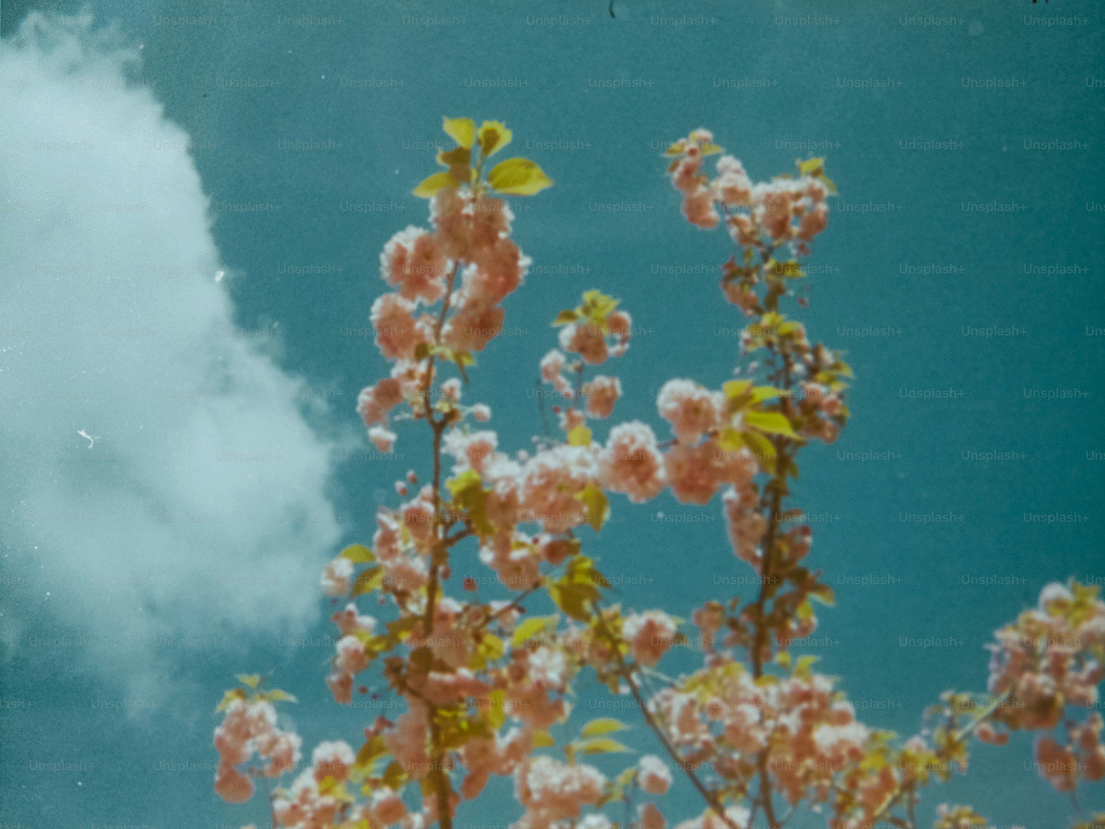 Des cerisiers roses fleurissent sur un ciel bleu.