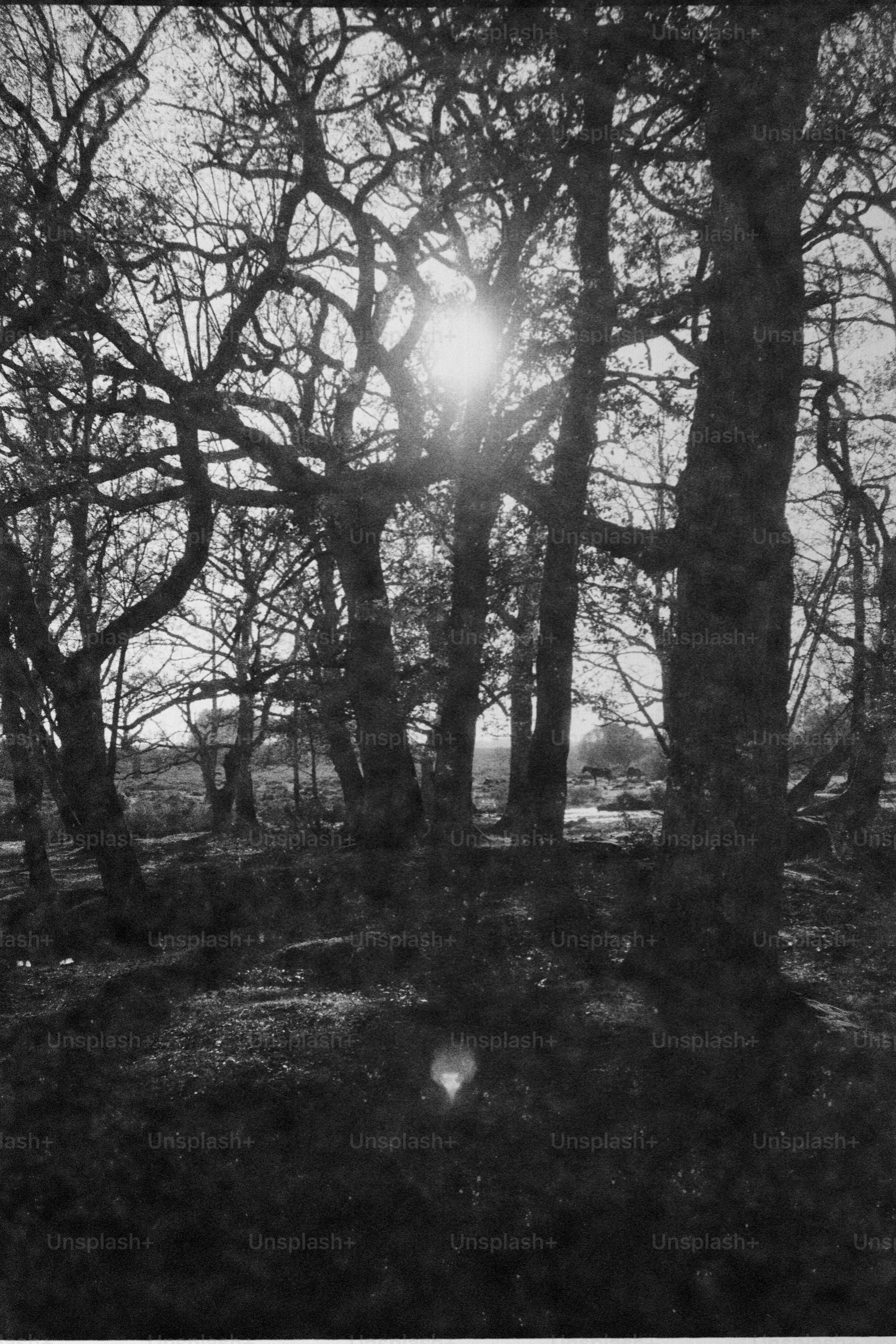 Sunlight filters through bare tree branches in a forest. photo – Forest ...