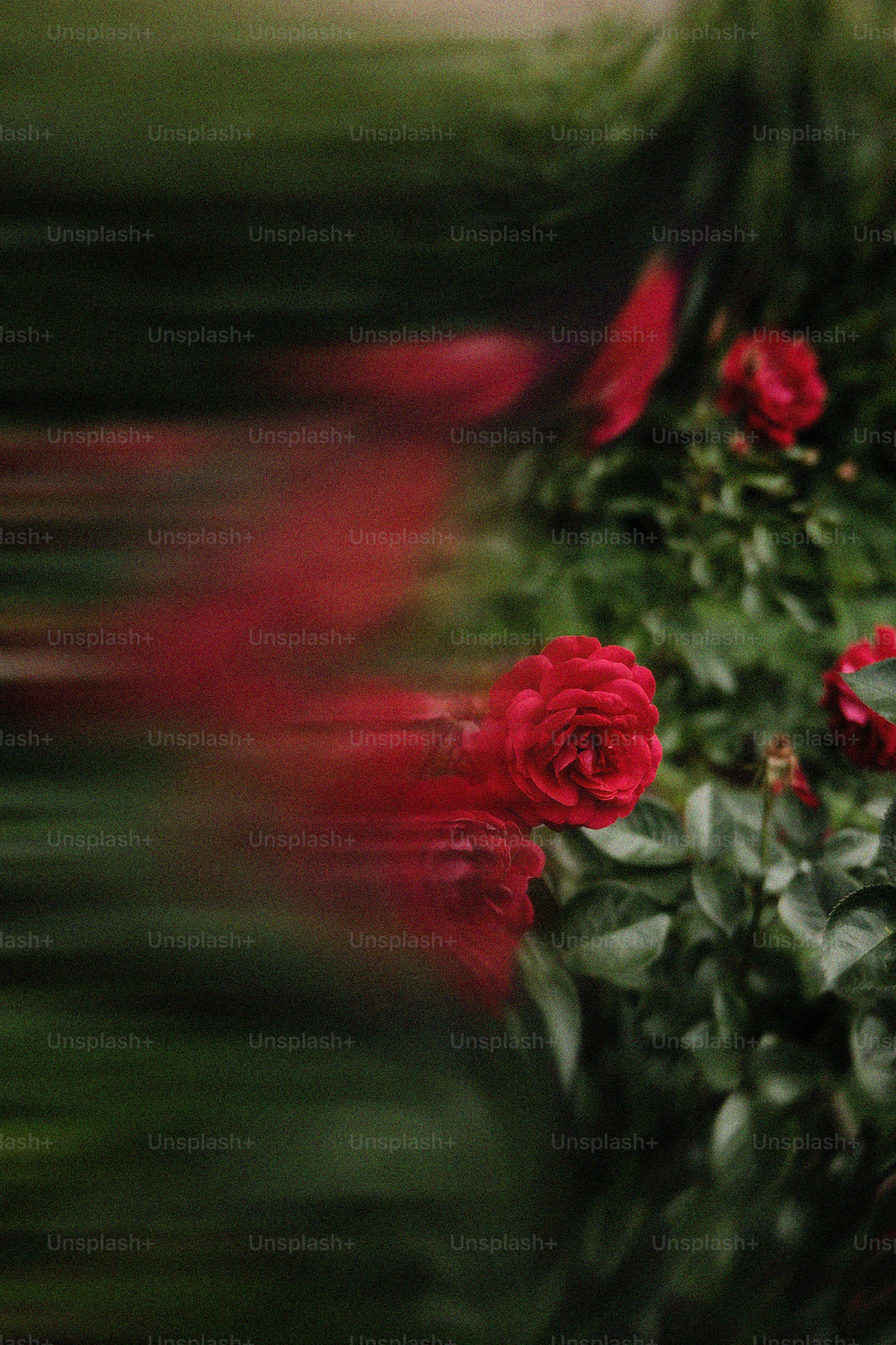 Red roses bloom in a lush green garden. photo – Image on Unsplash