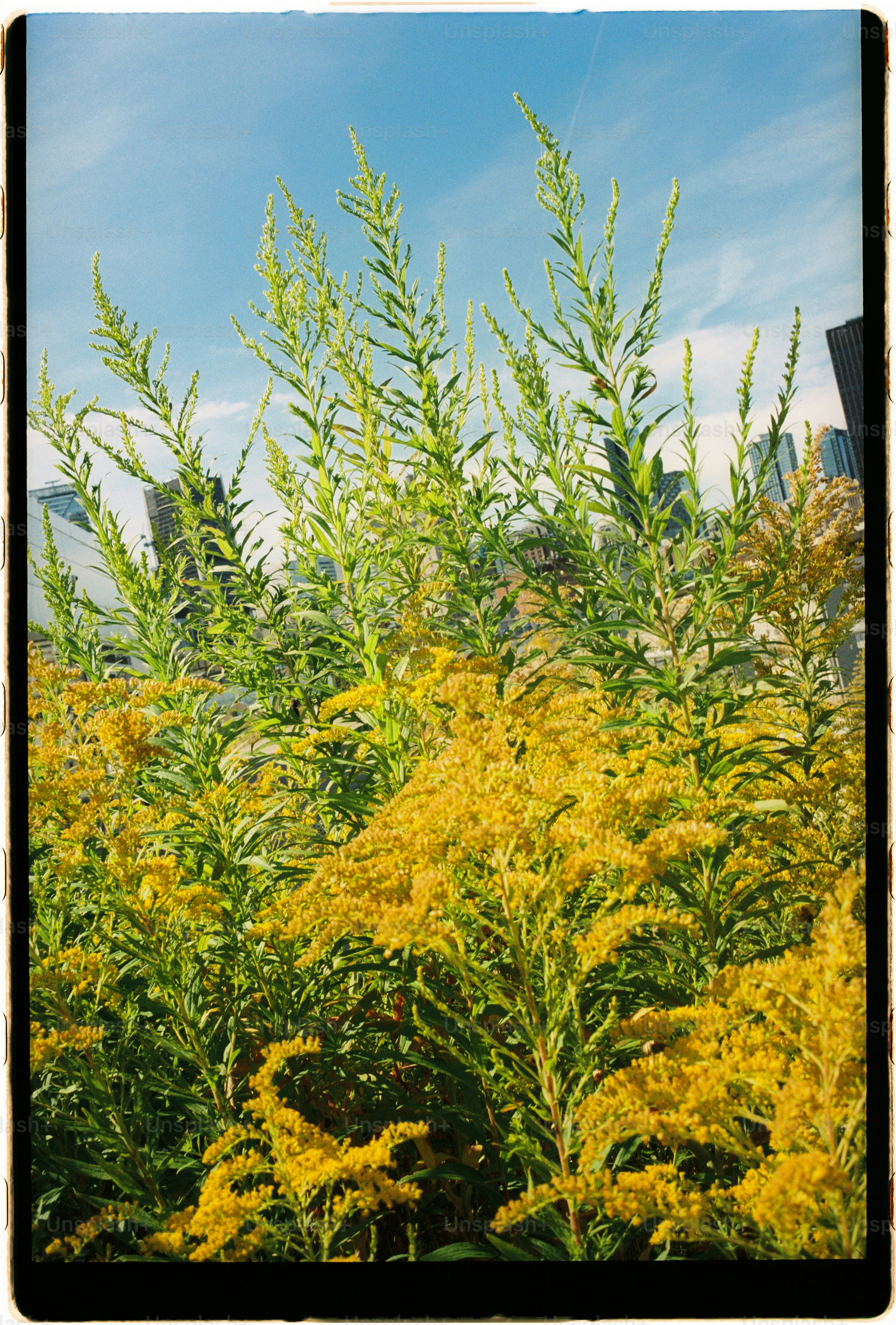 Yellow wildflowers bloom against a blue sky.