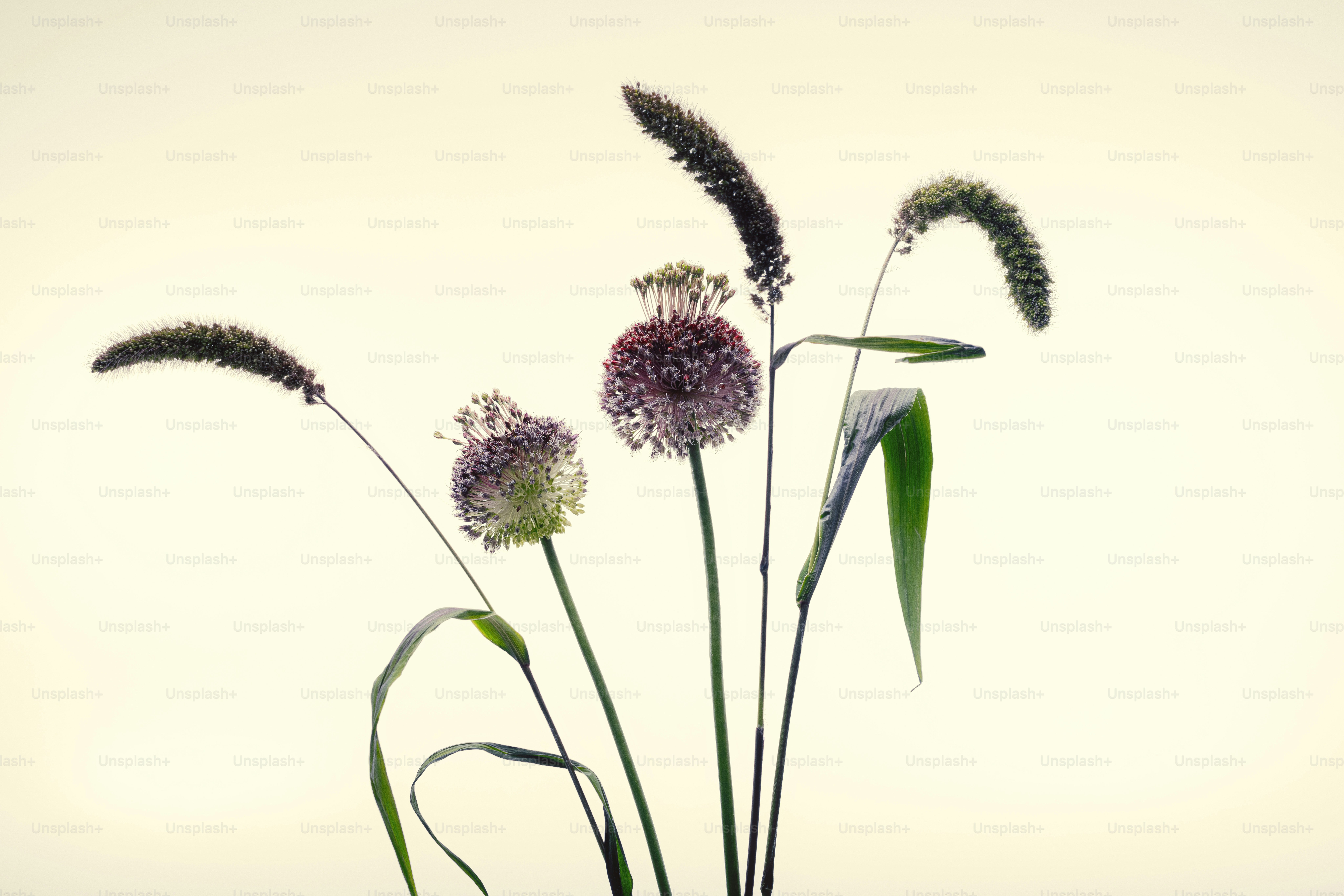 Four stalks of grass and two purple allium flowers