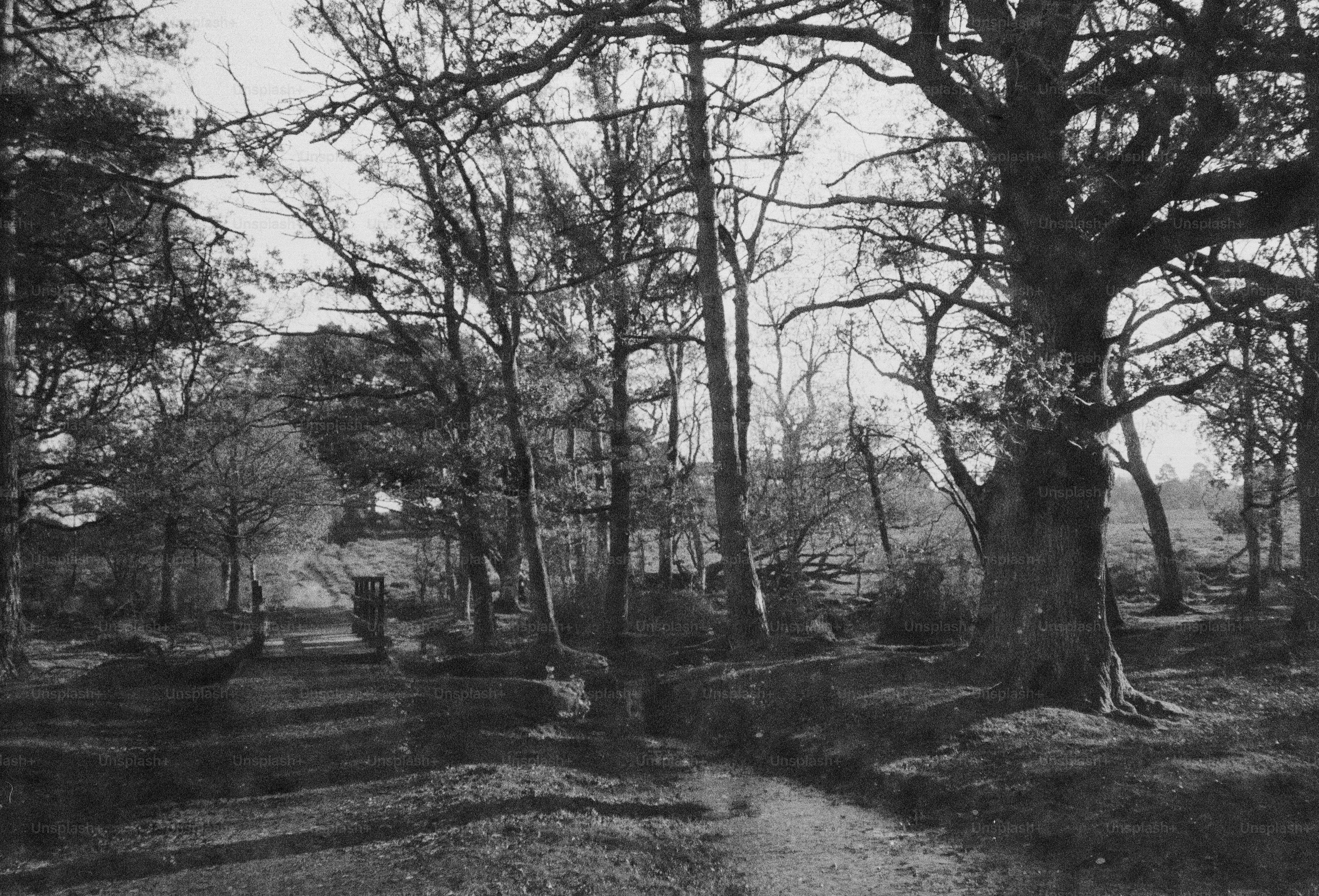 A winding path through a bare forest in winter