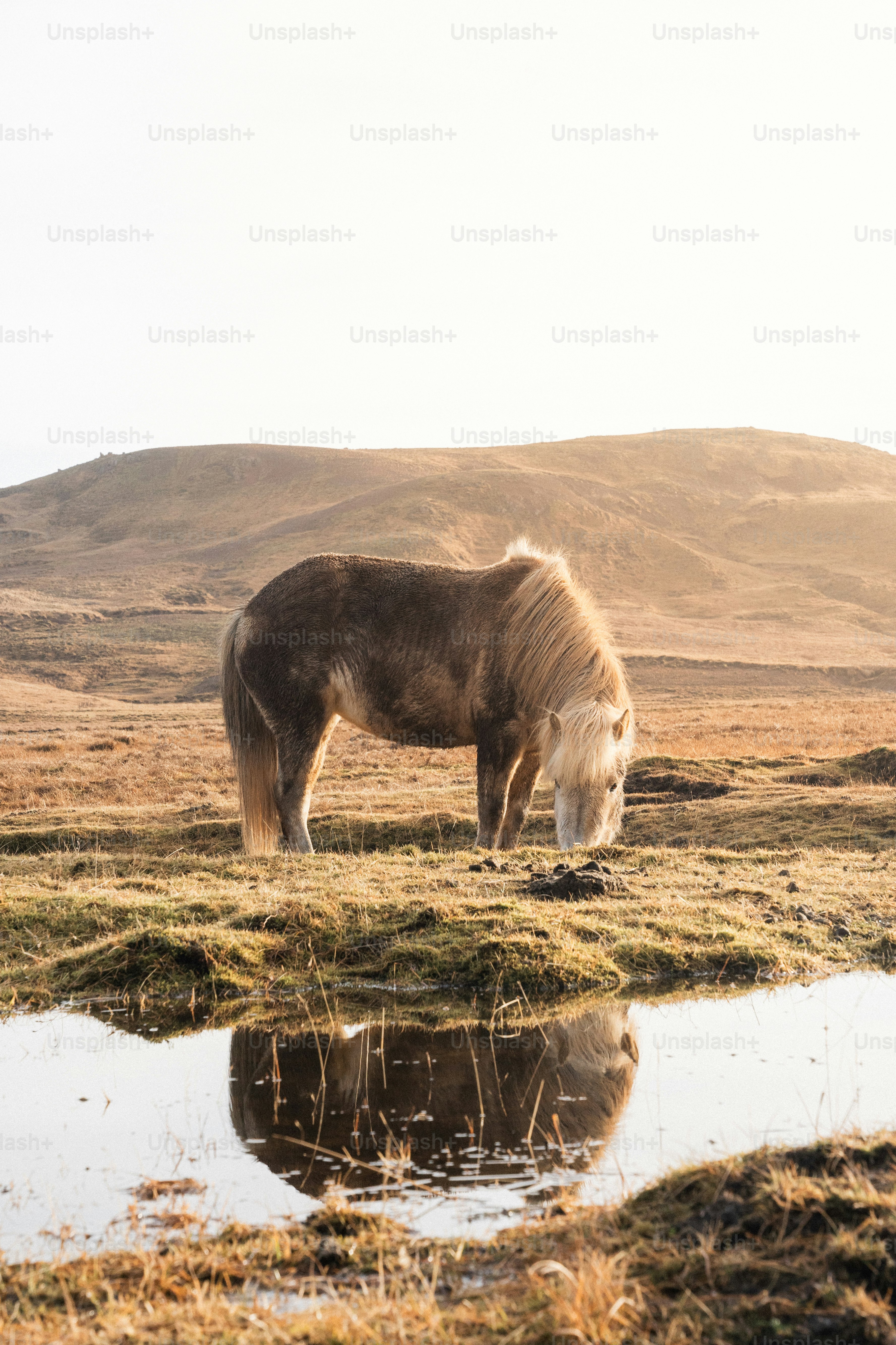 Un caballo solitario pasta junto a un charco reflectante.