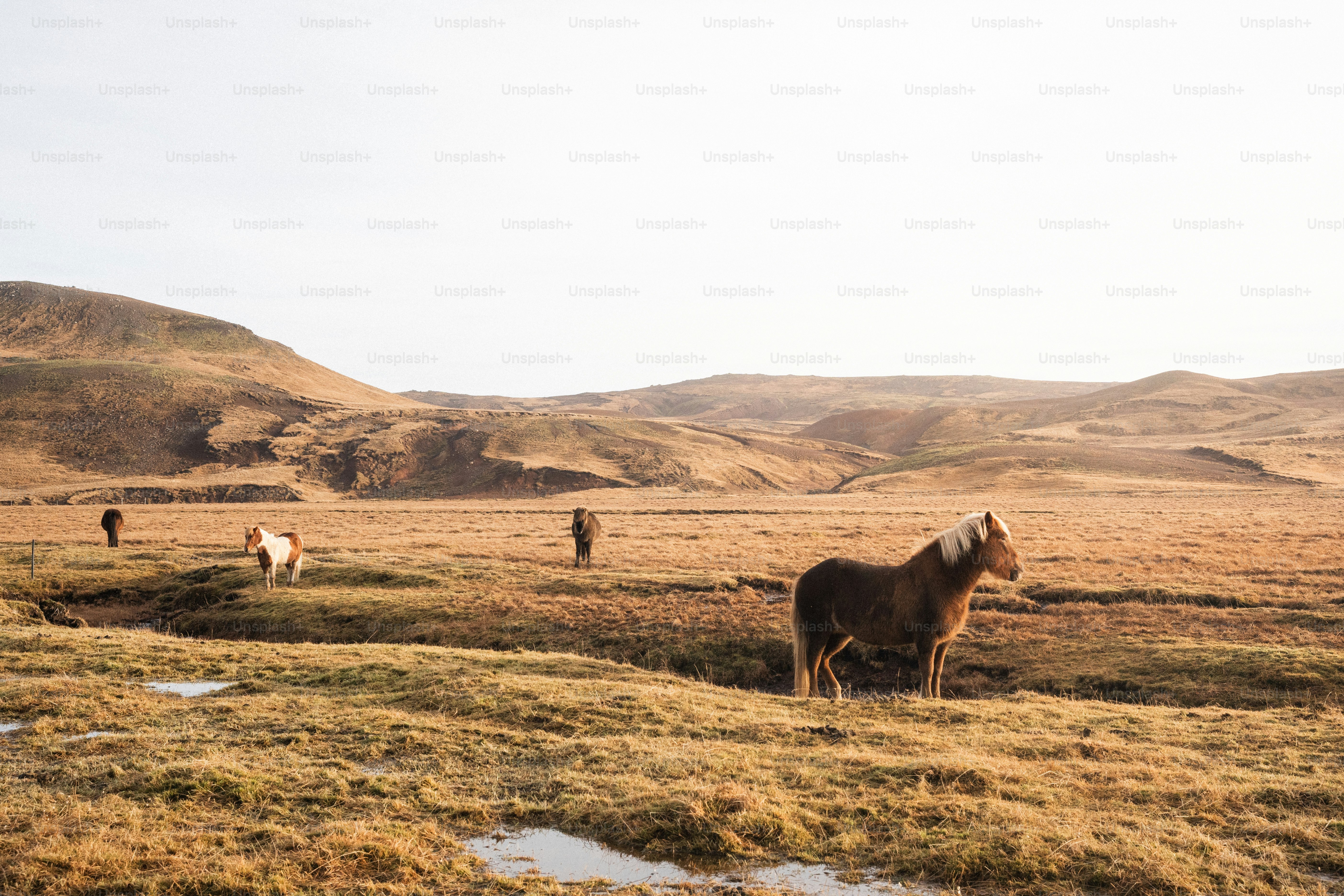 Caballos pastando en un vasto campo abierto al atardecer.