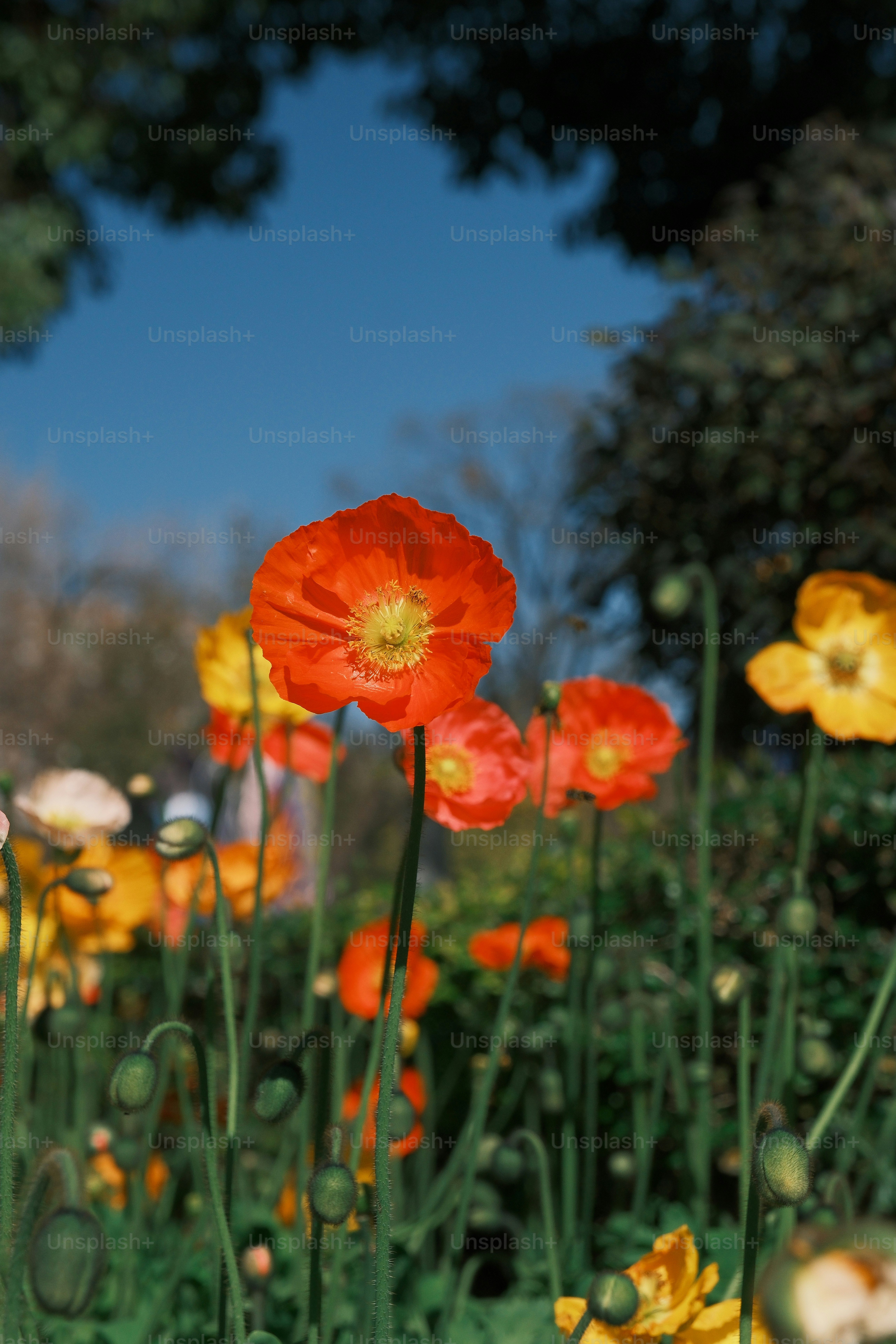 Vibrant orange poppies bloom against a clear blue sky.