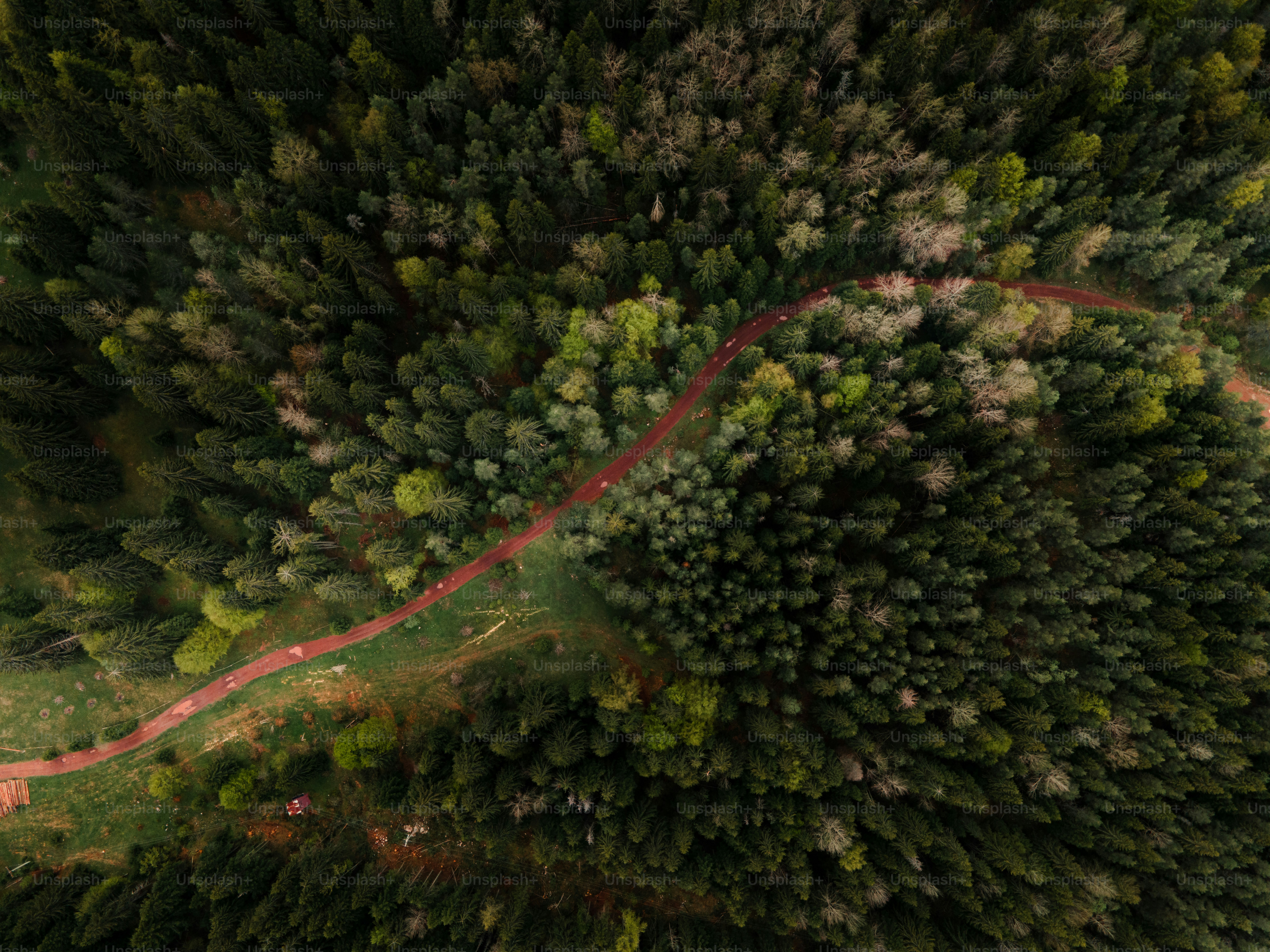 Aerial view of a winding path through a dense forest.