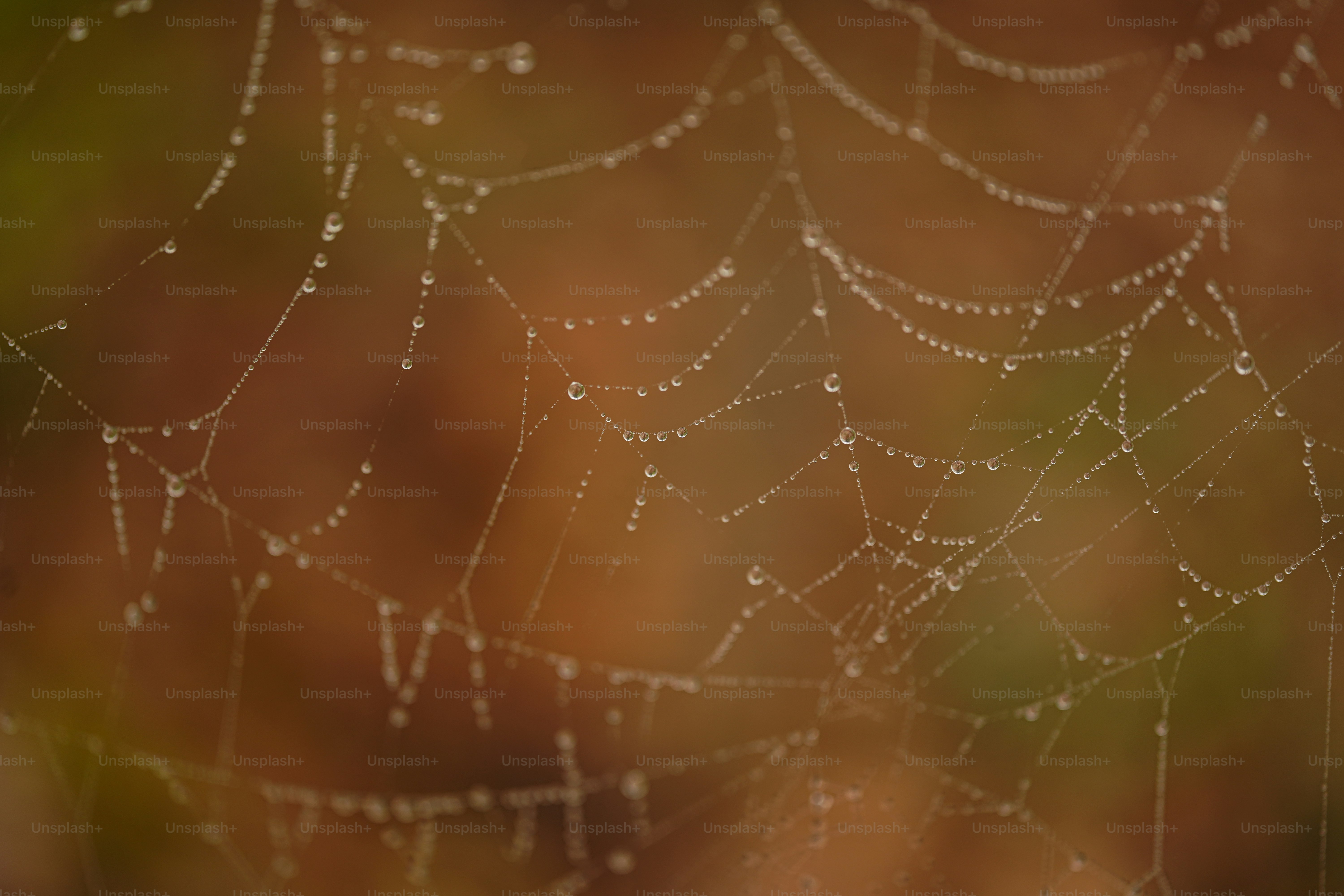 Gotas de orvalho em uma teia de aranha na natureza